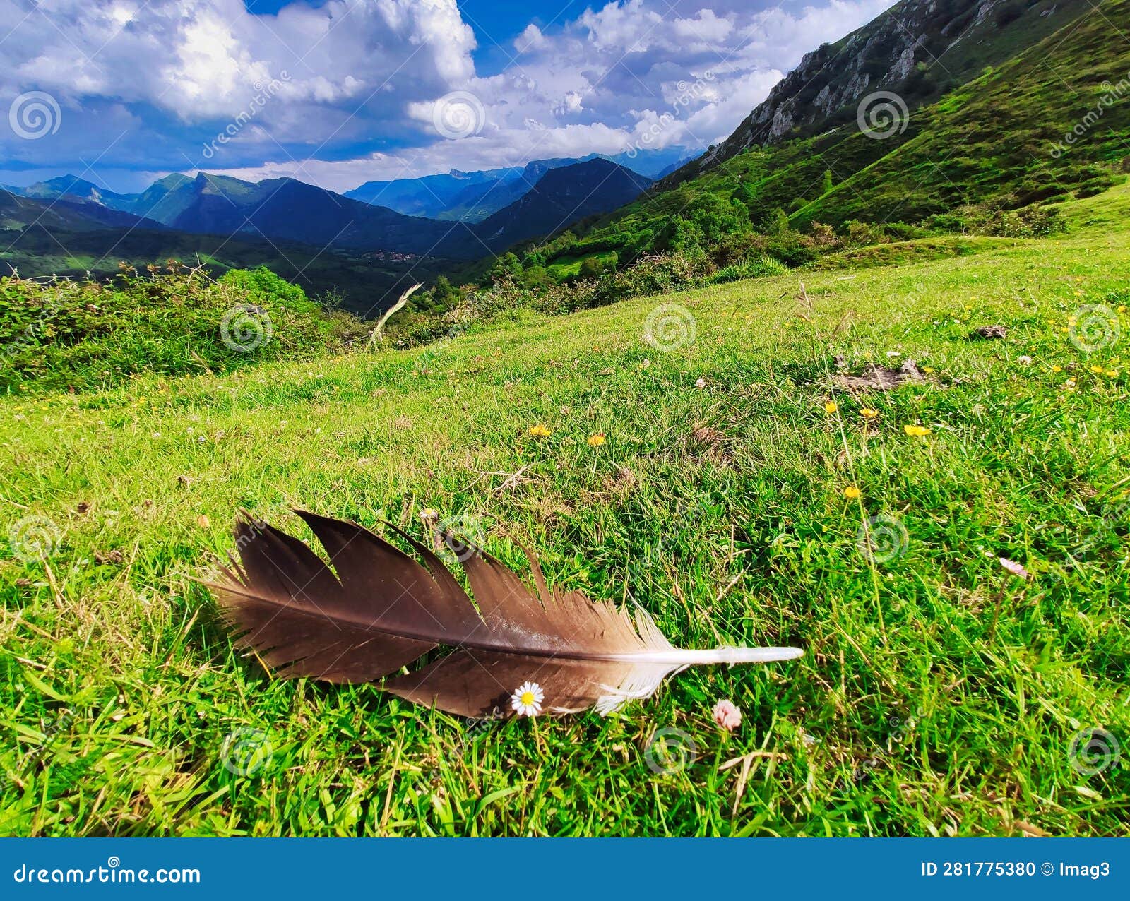 a vulture feather at collada arnivio pass, redes nature park and biosphere reserve, asturias, spain