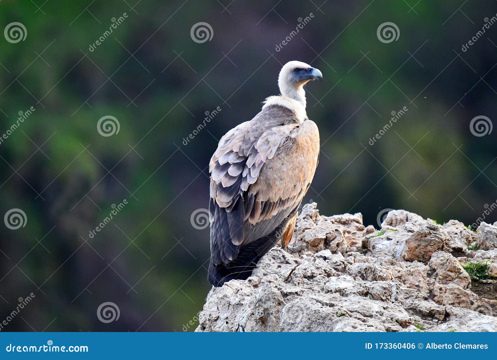 A Vulture Griffon in the Natural Park Stock Photo - Image of gyps ...