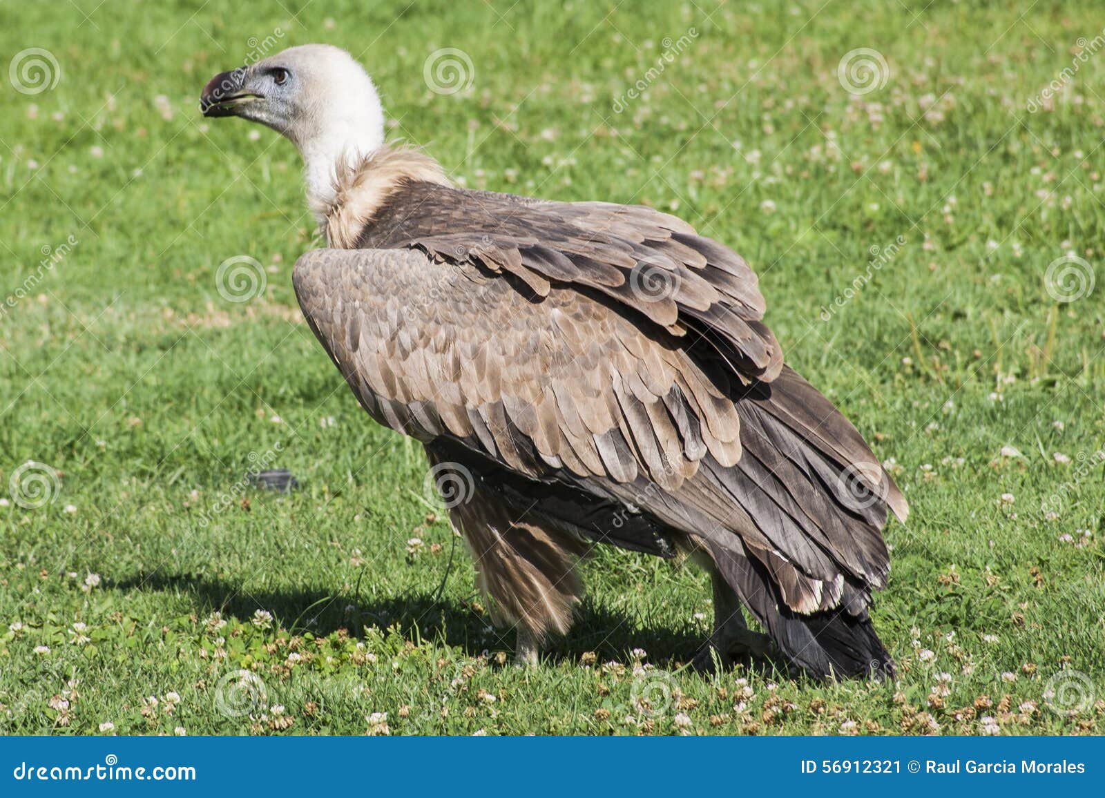 Vulture stock image. Image of birds, prey, ground, falconiformes - 56912321