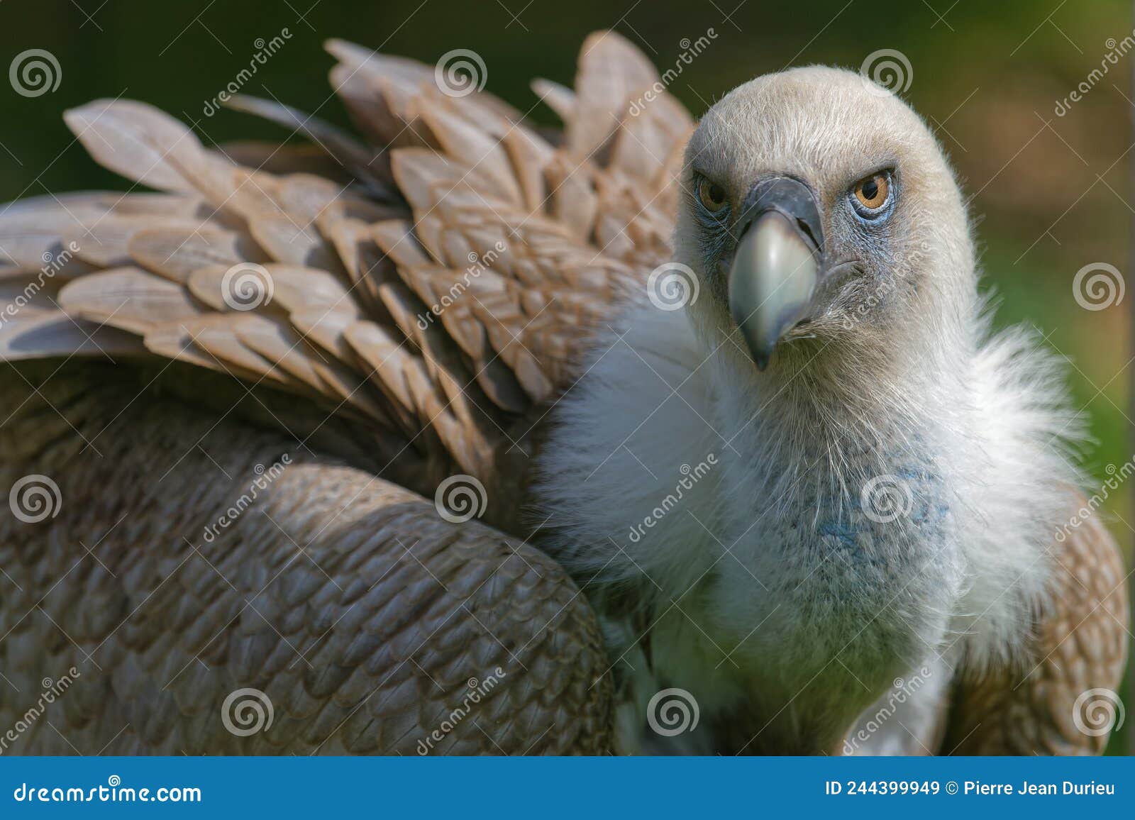 Vulture bad look stock image. Image of predator, head 244399949