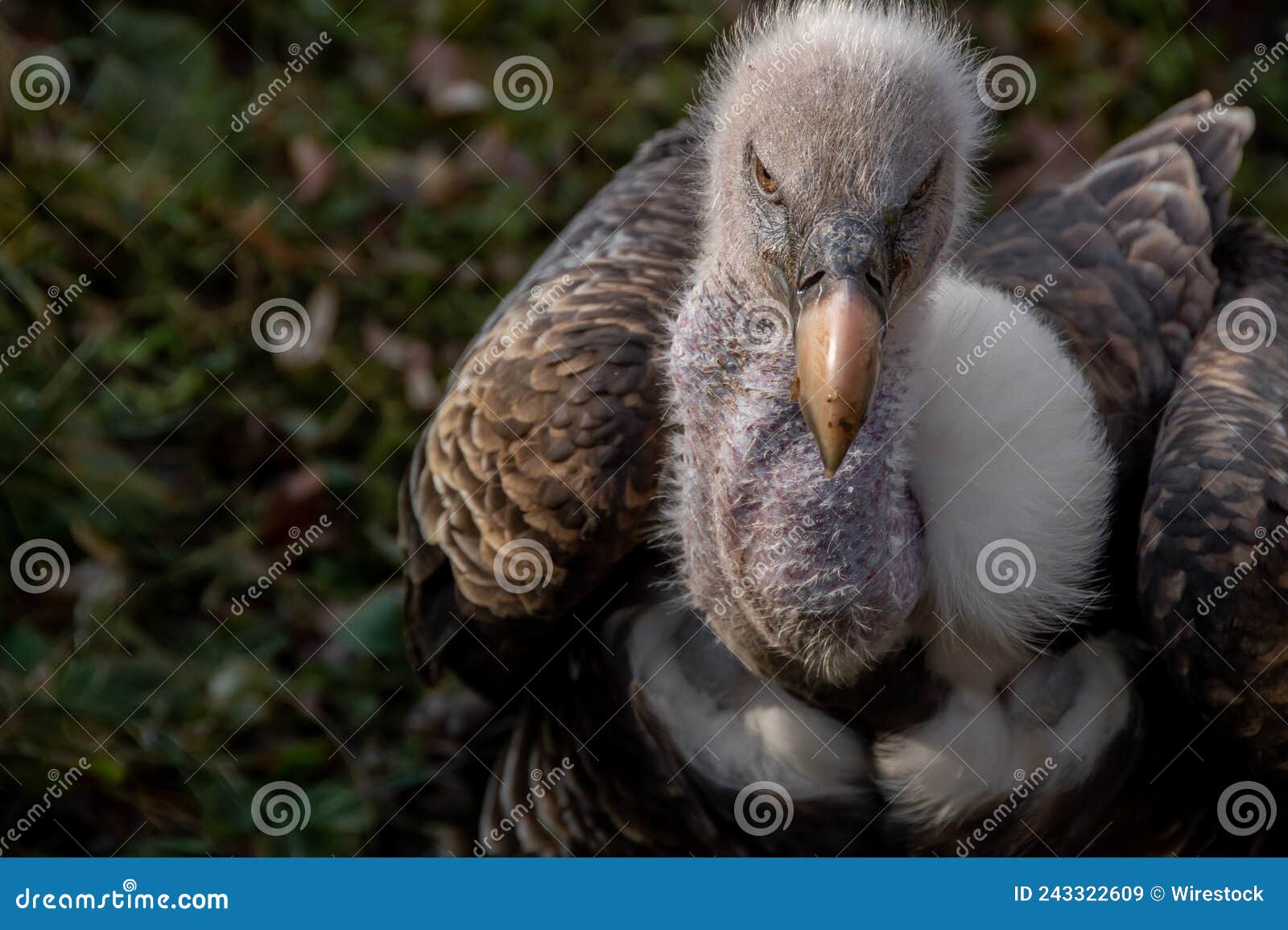 Vulture Inside a Cage in Wildpark Bad Mergentheim, Germany Stock Image ...