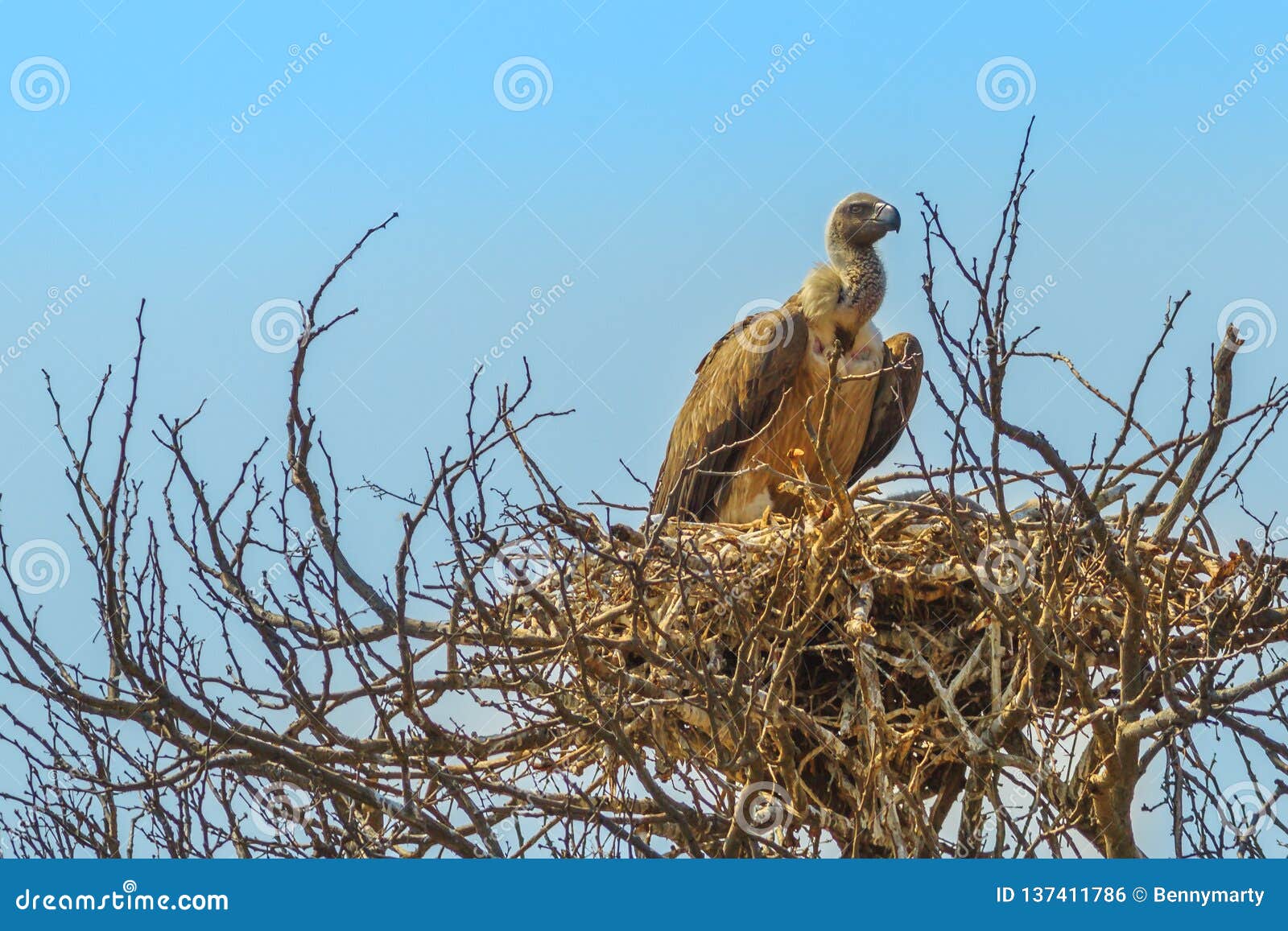 VULTURE EGG IN THE NEST Royalty-Free Stock Photography | CartoonDealer ...