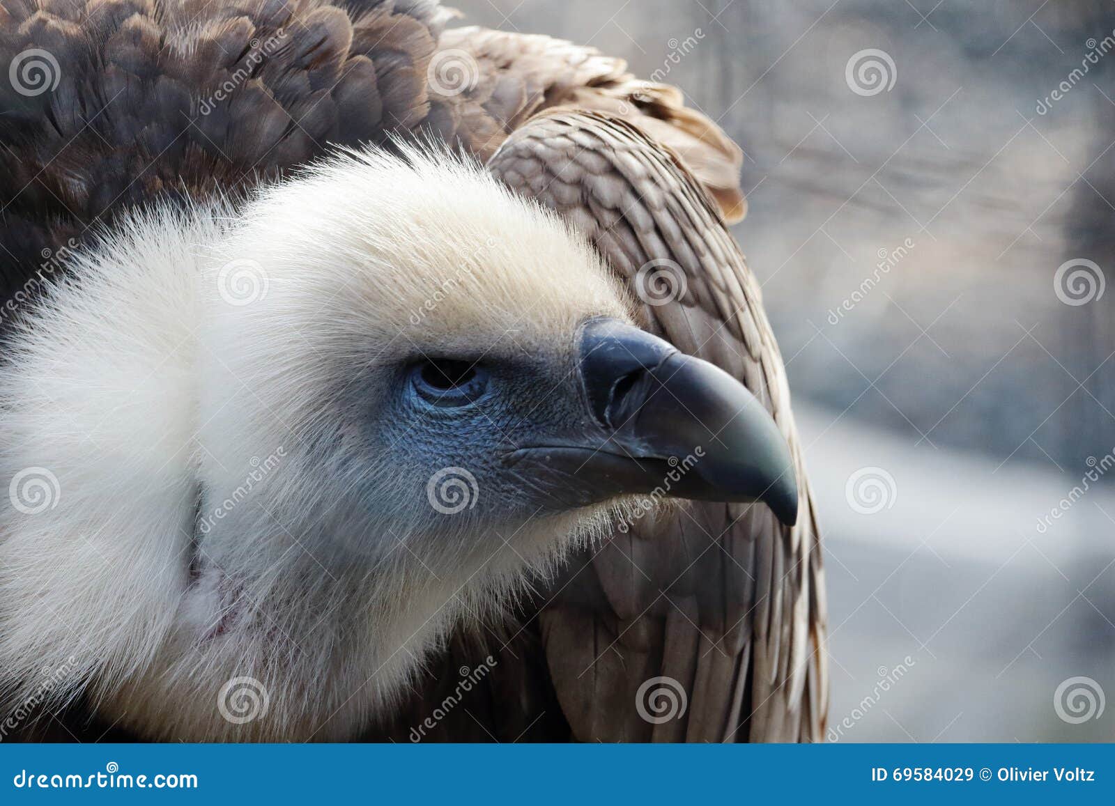 Vulture stock image. Image of brown, animal, gyps, mountain - 69584029