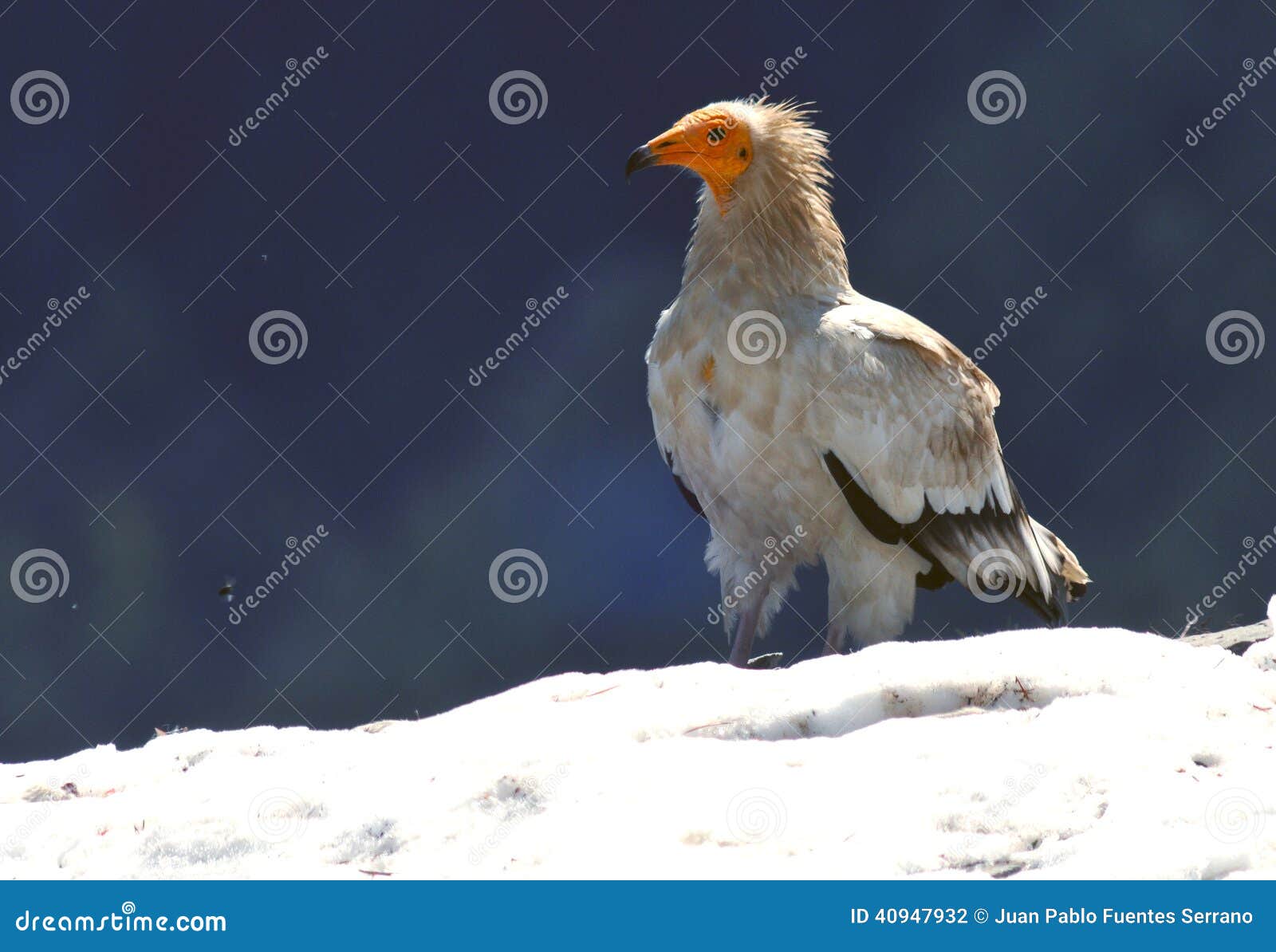 vulture perched in snow
