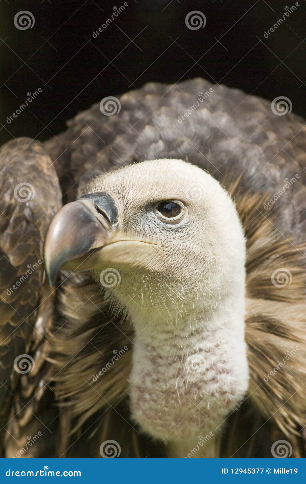 Vulture Portrait stock image. Image of powerful, wildlife - 12945377