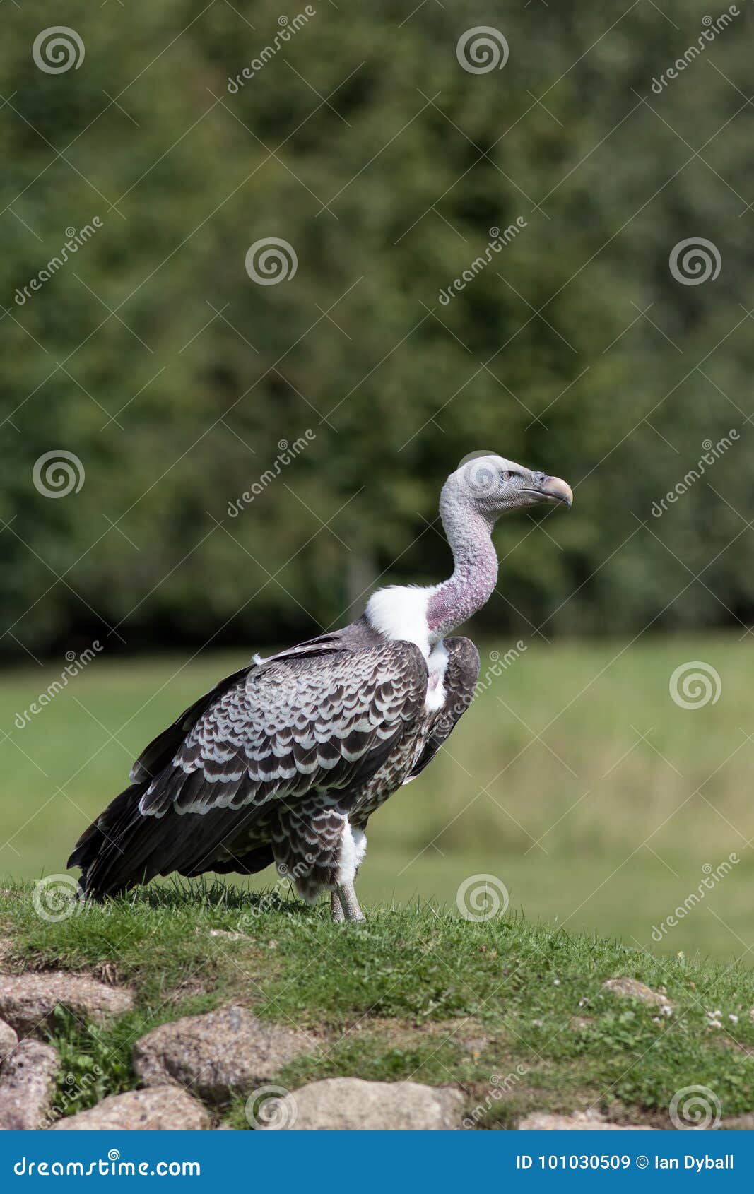 Vulture Portrait. African Wildlife in Profile. Endangered Scavenger ...