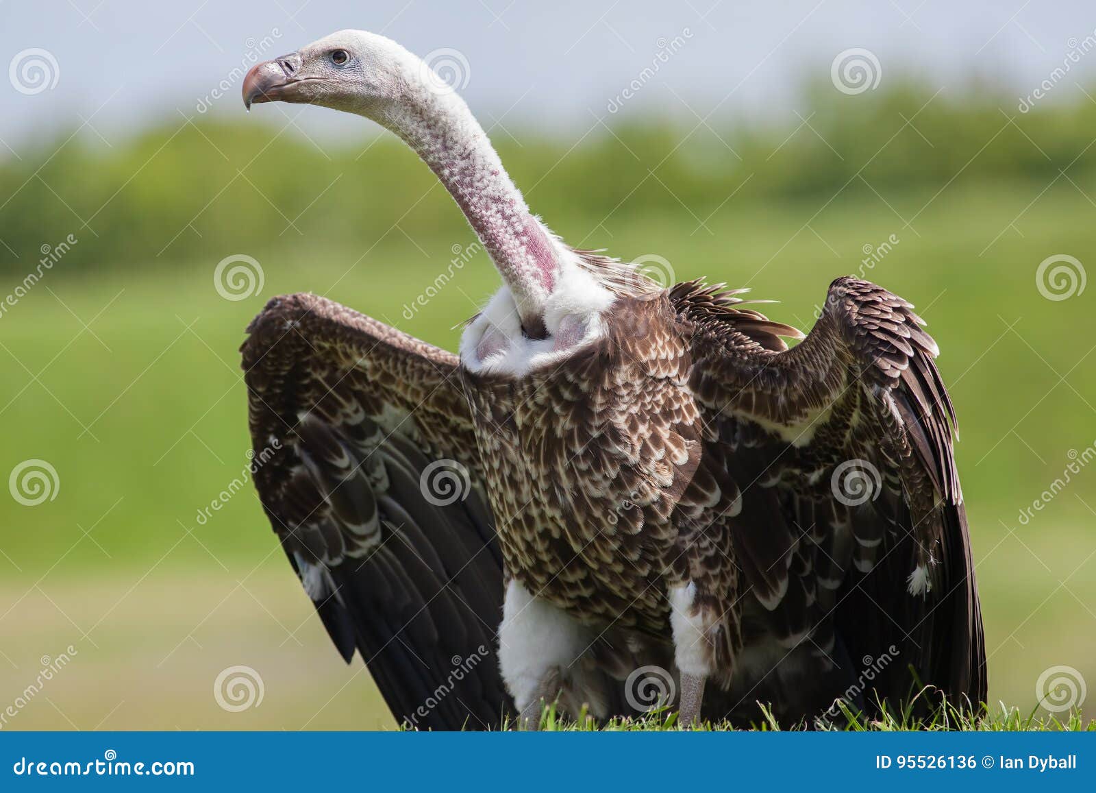 Vulture Portrait. Ruppell`s Griffon Vulture Bird of Prey Scaveng Stock ...