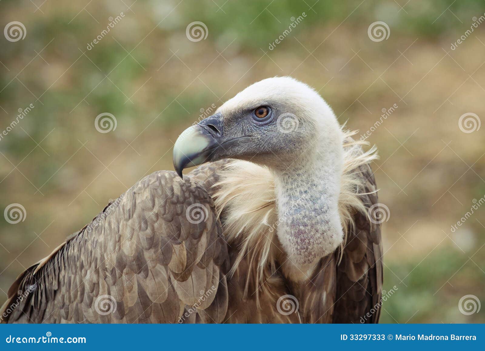 Vulture profile stock image. Image of park, blur, vulture - 33297333