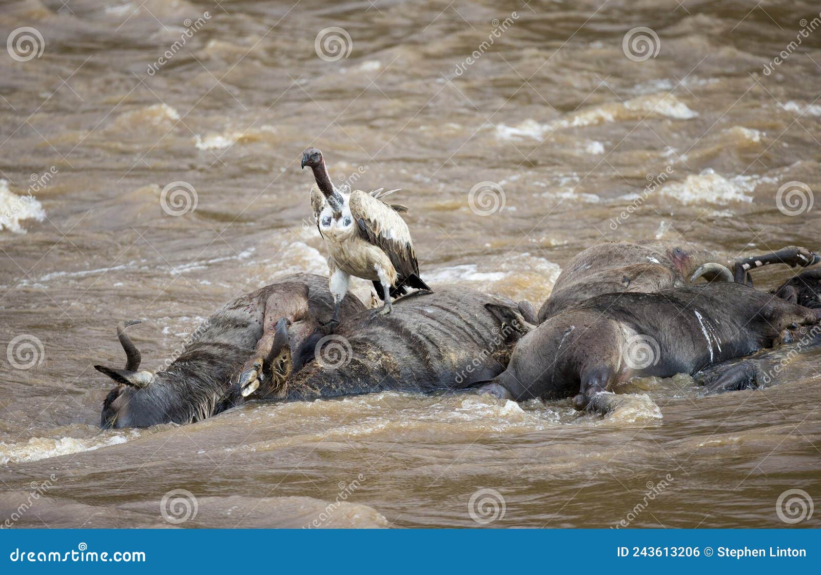 Animals Drowned Stock Photos - Free & Royalty-Free Stock Photos from  Dreamstime