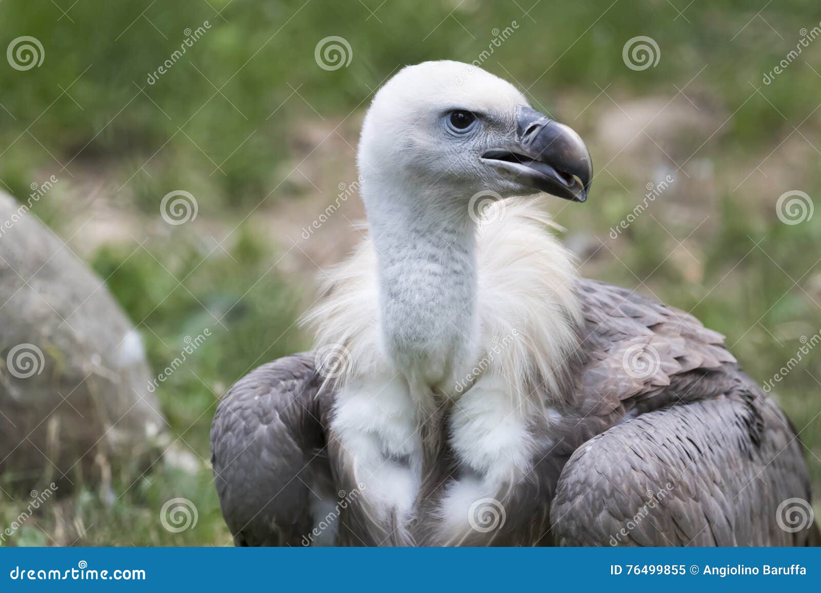 Vulture snow stock image. Image of griffon, gyps, beak - 76499855