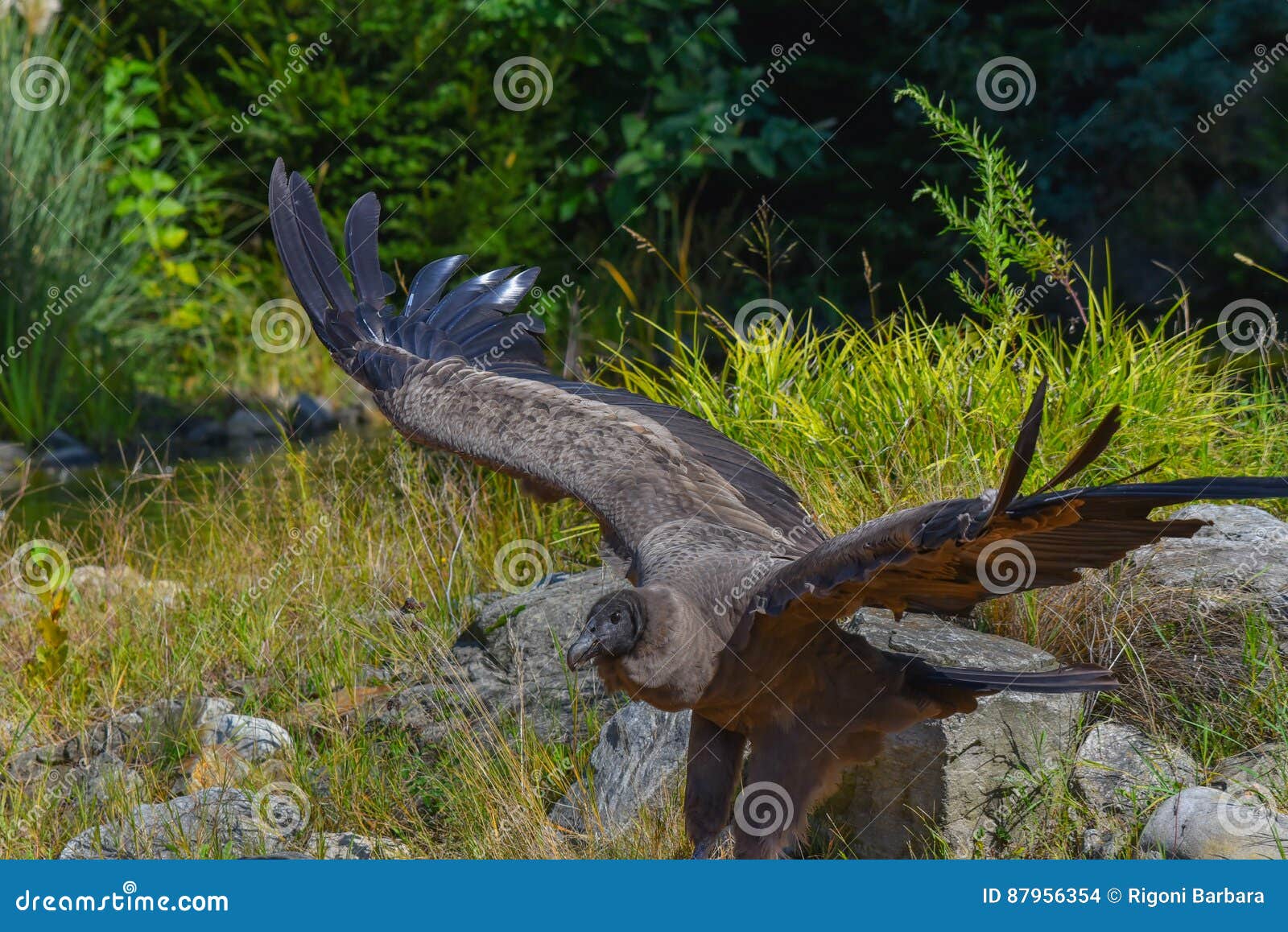 Vulture Takes Flight Lawn Stock Photos Free & RoyaltyFree Stock