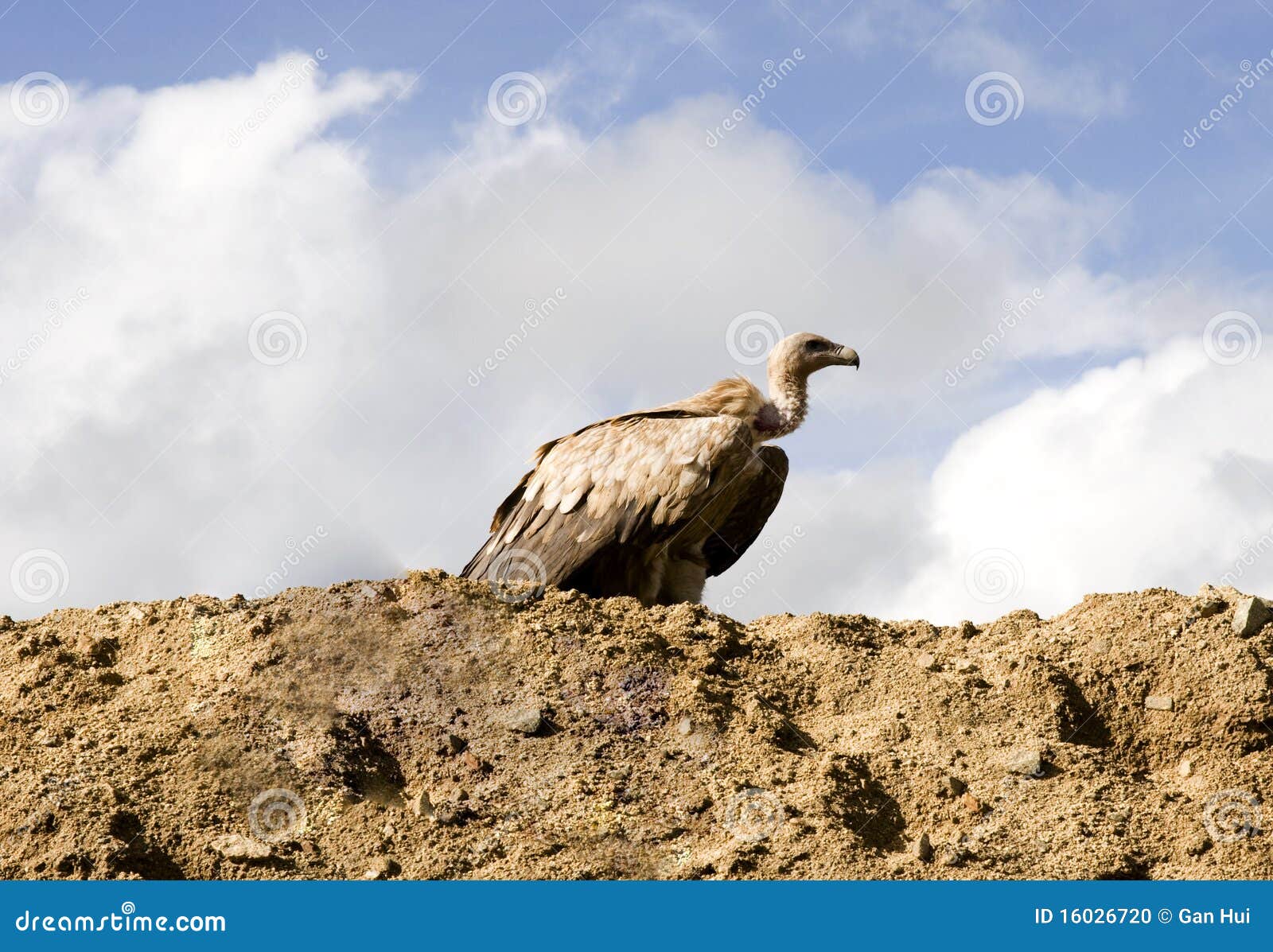 Vulture in wild stock photo. Image of black, isolated - 16026720