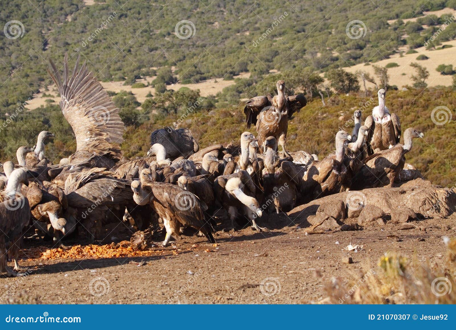 Vultures eating stock image. Image of fauna, vultures 21070307