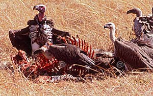 Vultures Feeding