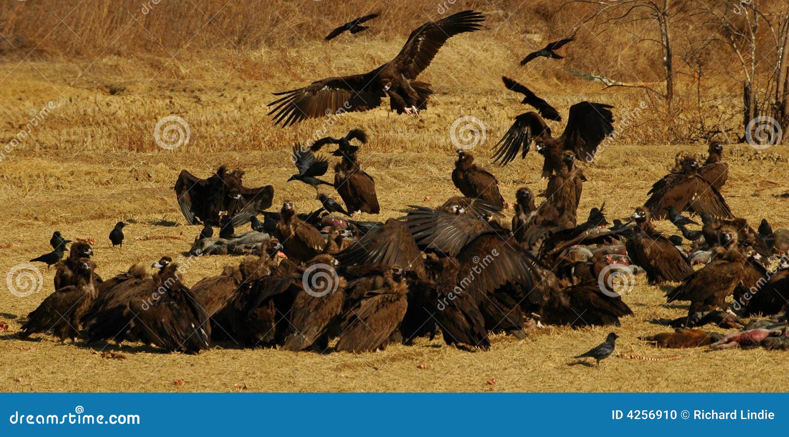 Vultures feeding stock photo. Image of survival, travel 4256910