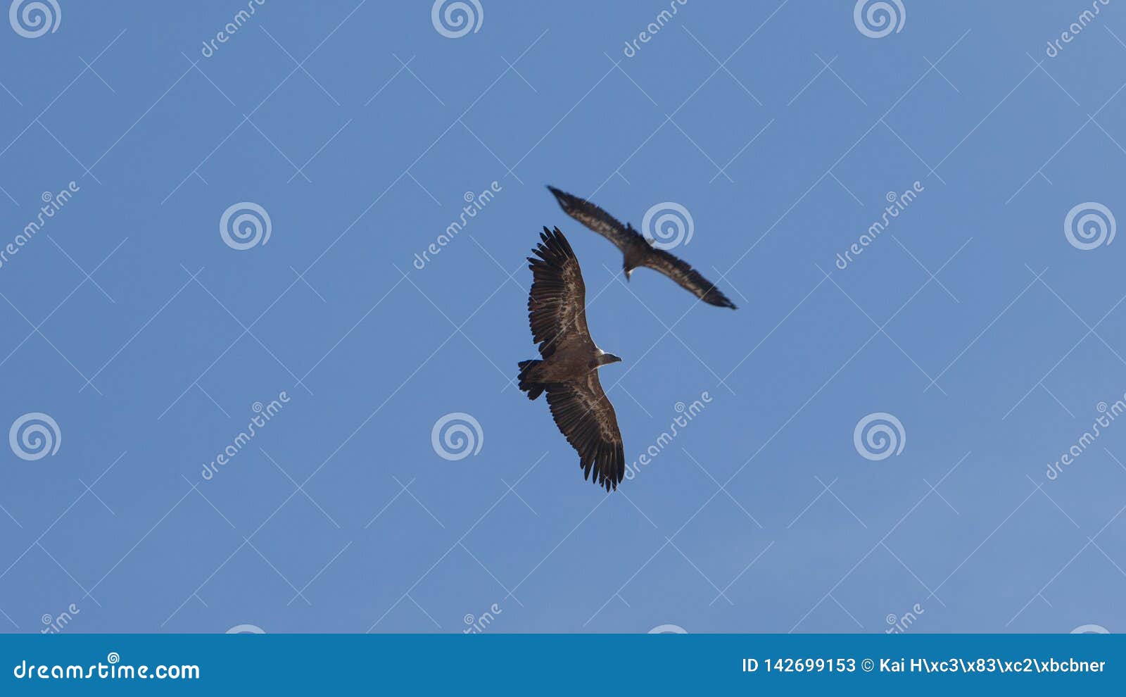vultures fly circles meeting in blue sky