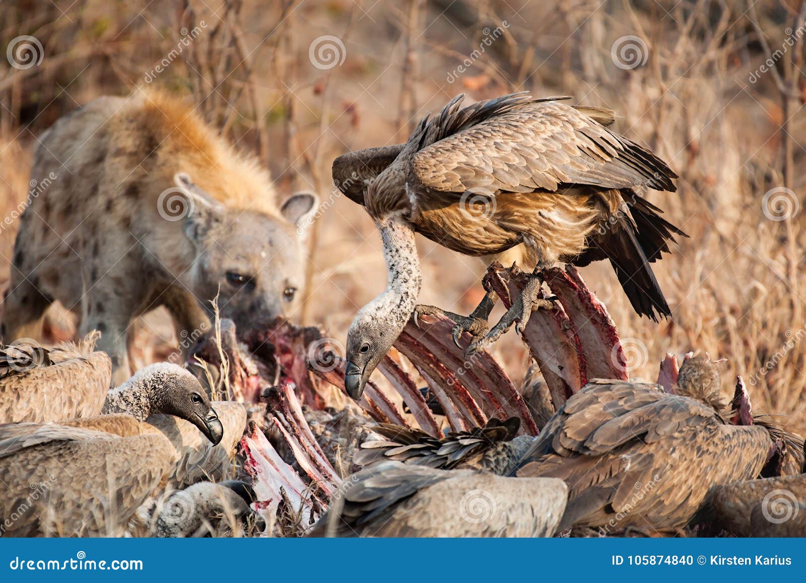 vultures and hyena