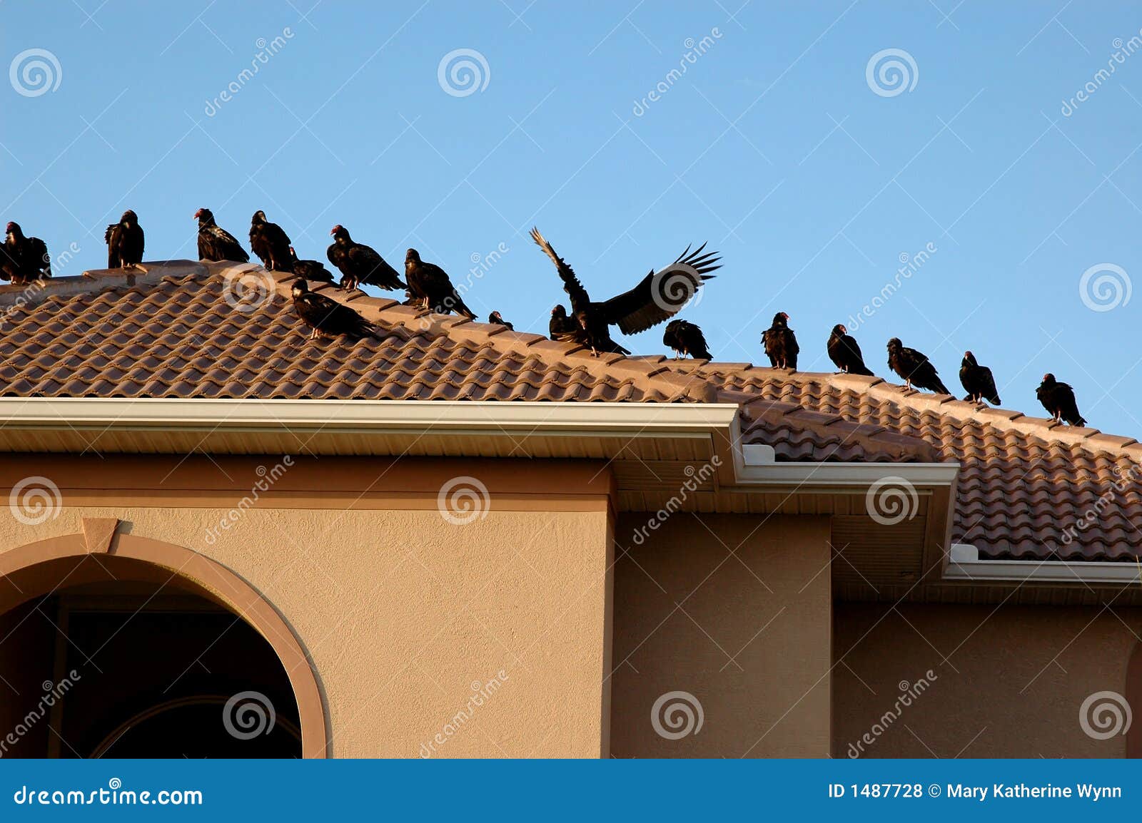 vultures on rooftop