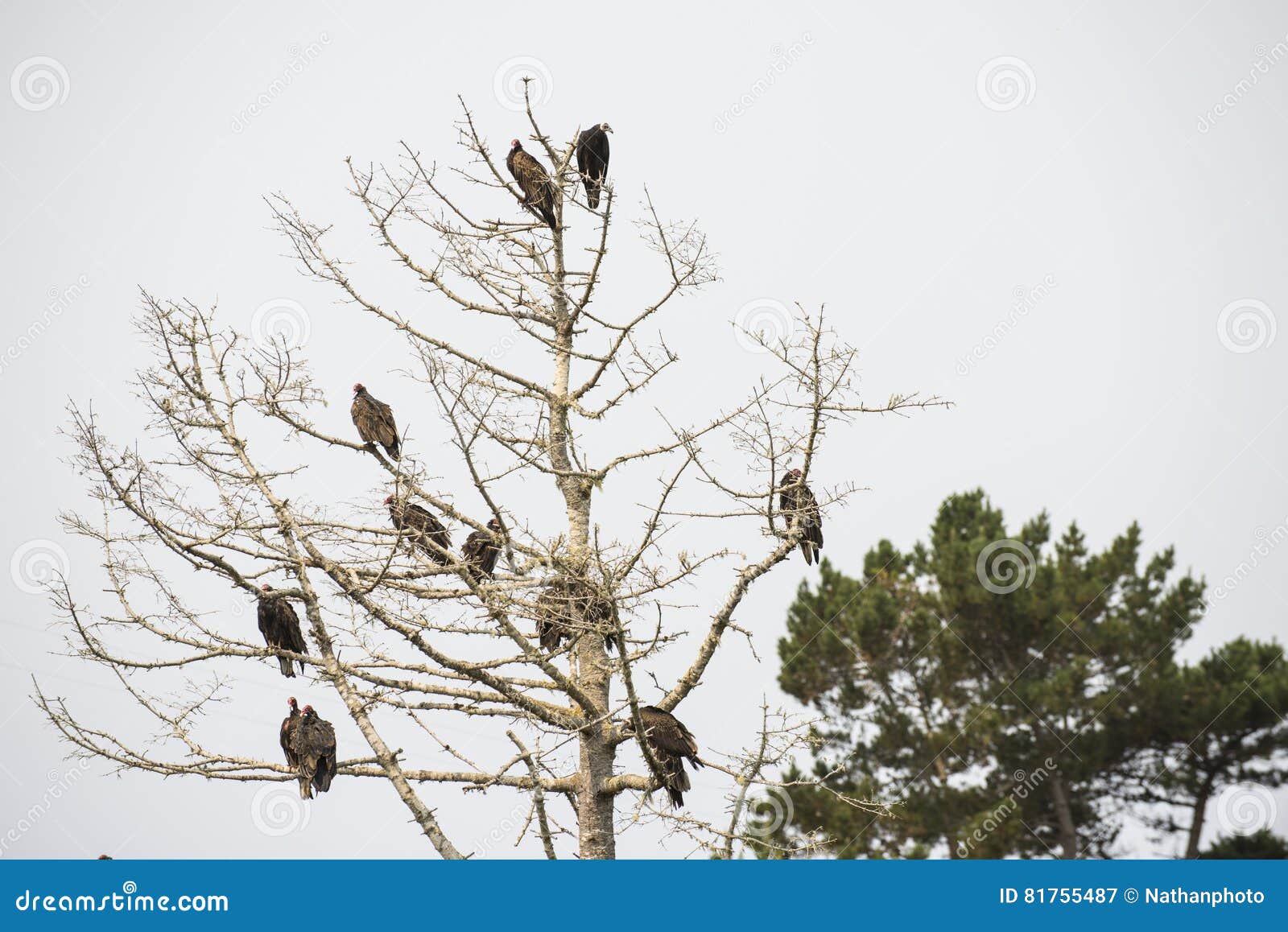 Vultures Roosting in Dead Tree Stock Image Image of america, macabre
