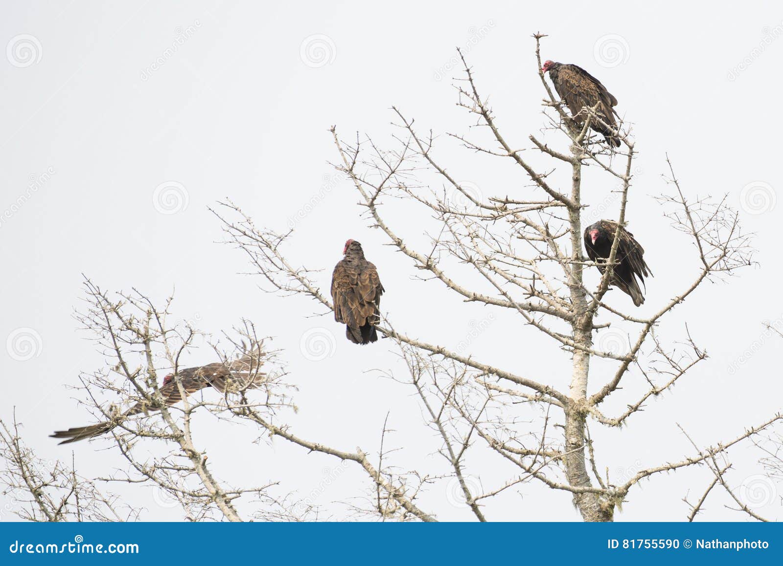 Vultures Roosting in Dead Tree Stock Photo Image of crow, foreboding