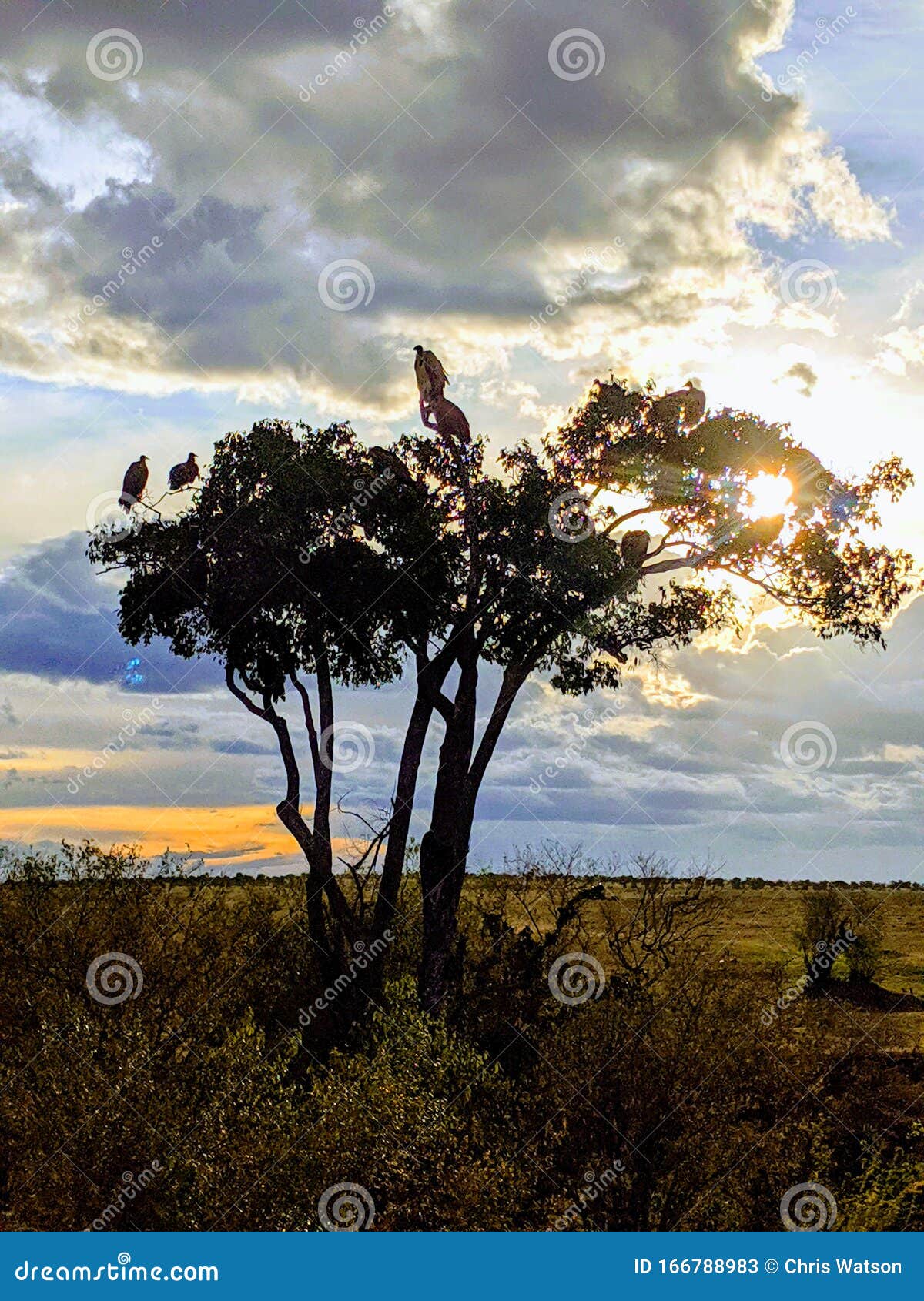 vultures in sunset siloette tree