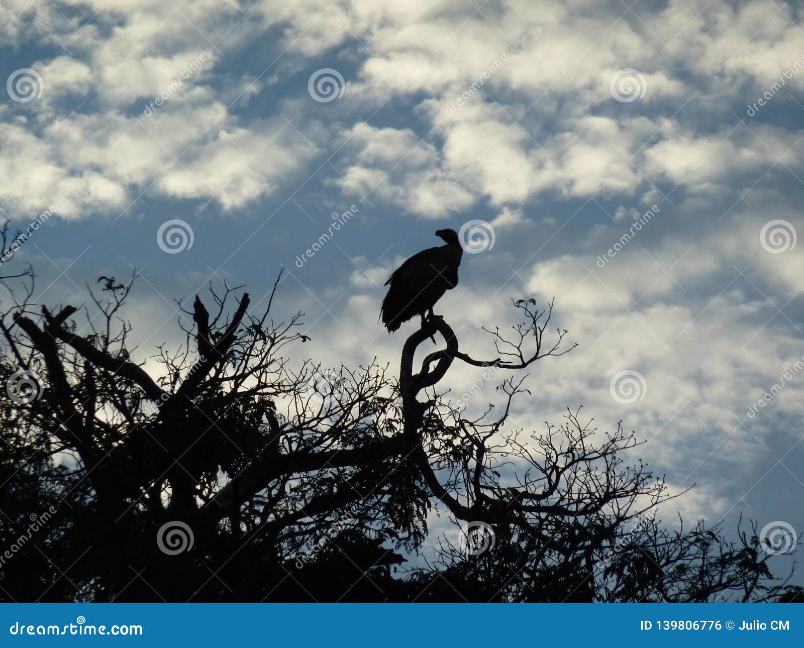 vultures on top of the acacia tree