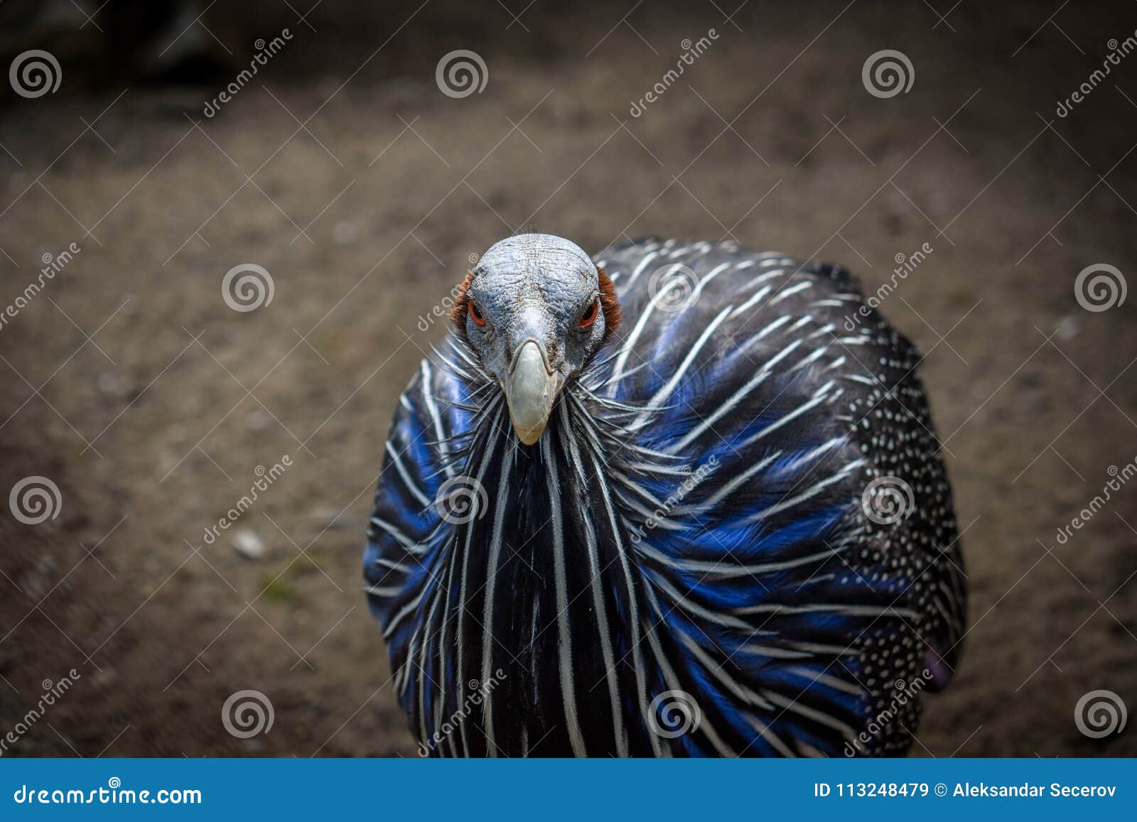 vulturine guineafowl close up eye