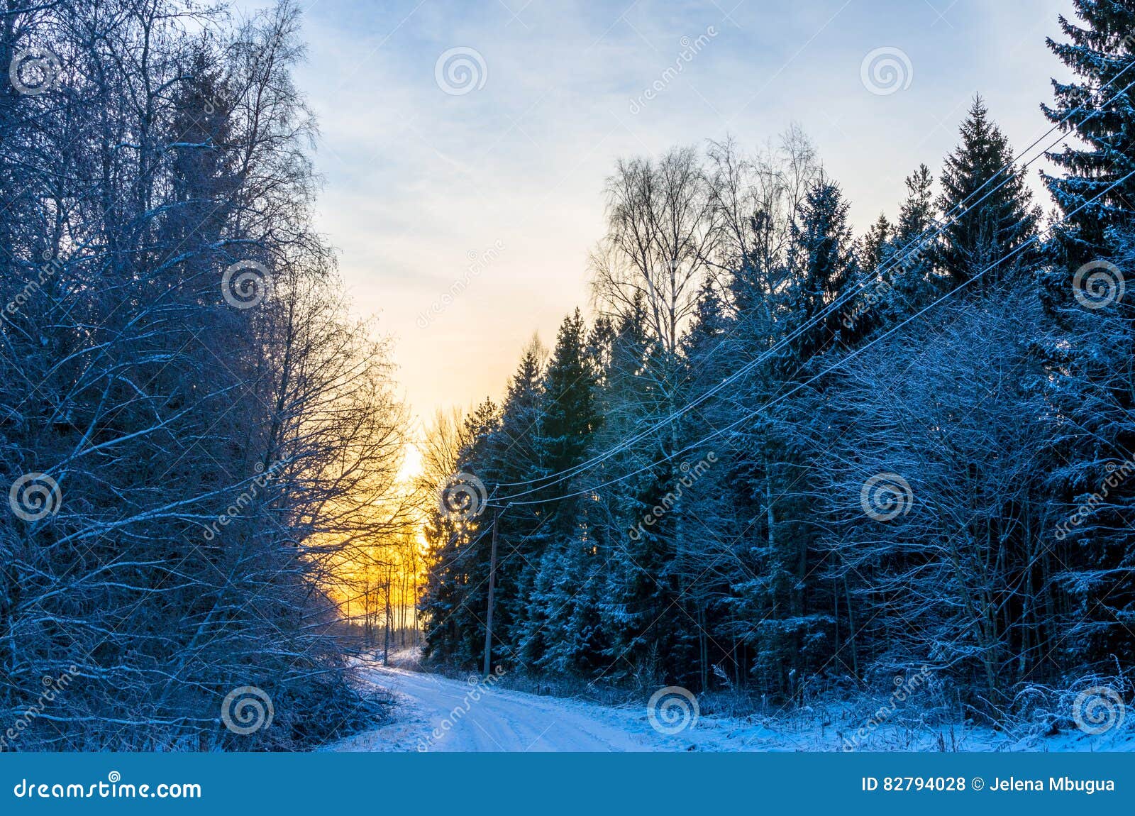 Väg till och med en vintrig skog på solnedgången i Estland. Skogsbruk och vinter i Estland Skogar täcker omkring 50% av territoriet av Estland Vintern är från sena November, tills sent, marscherar med temperaturer som spänner från milt plus grader till så lågt som negativ trettio -22Â°F