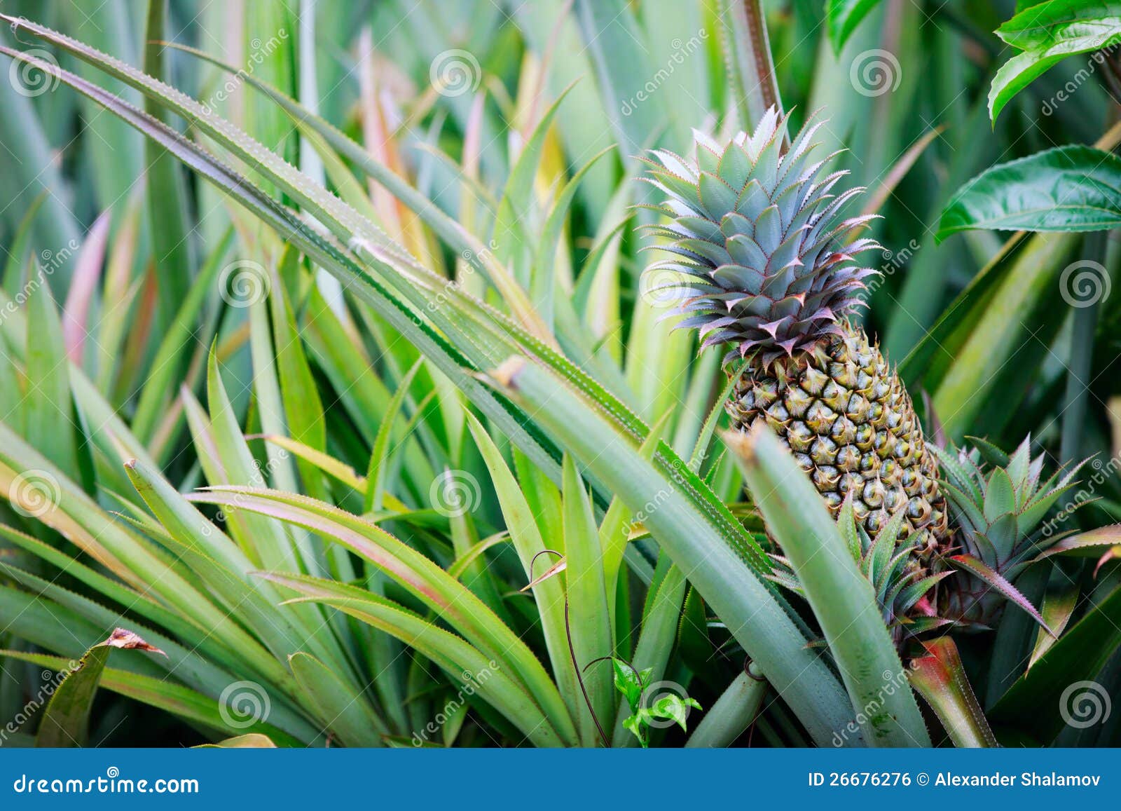 Växa för ananas. Tropisk frukt för ananas som växer i ett fält