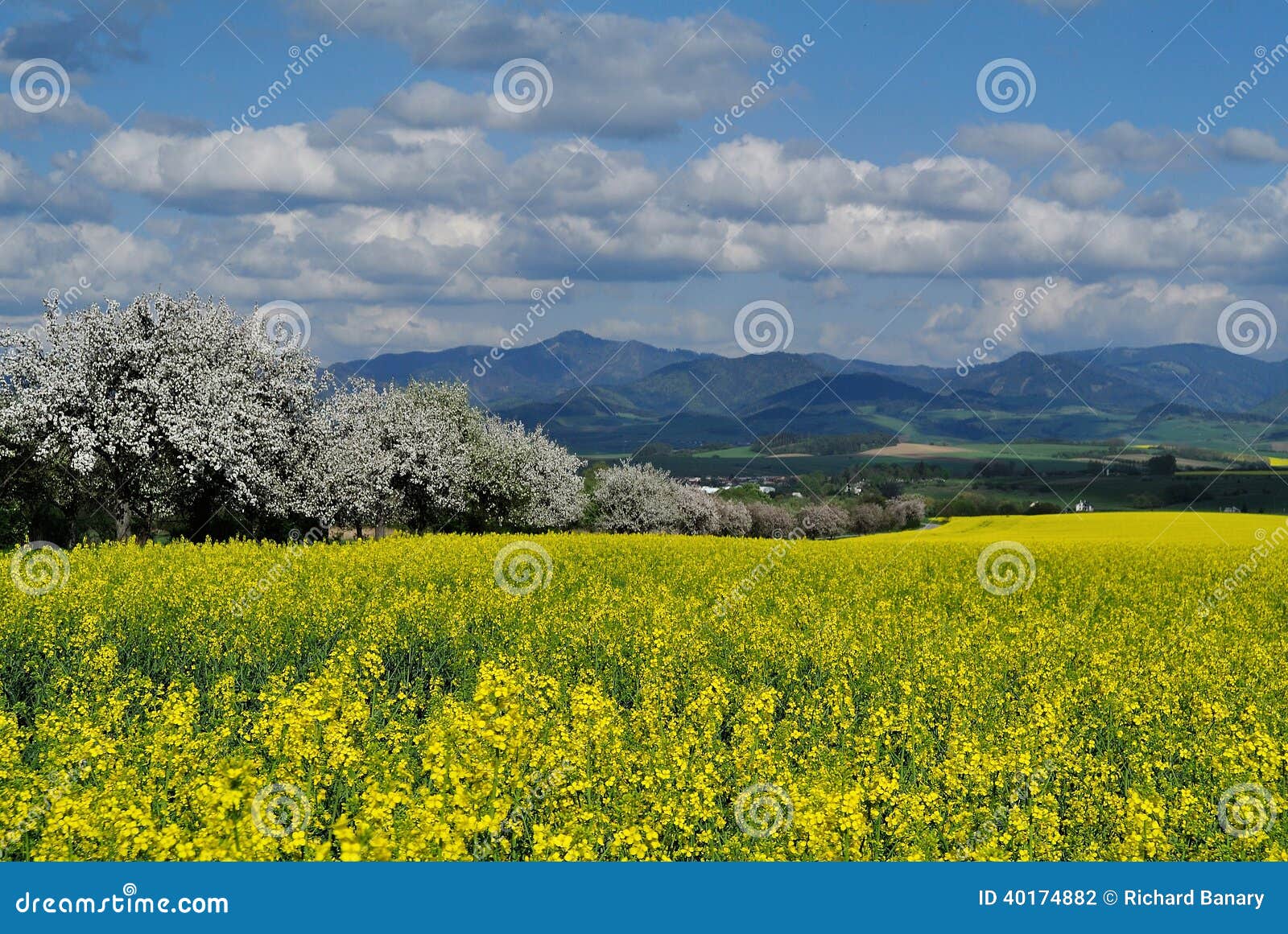 Vårlandskap med blommiga träd och kålrotfältet.