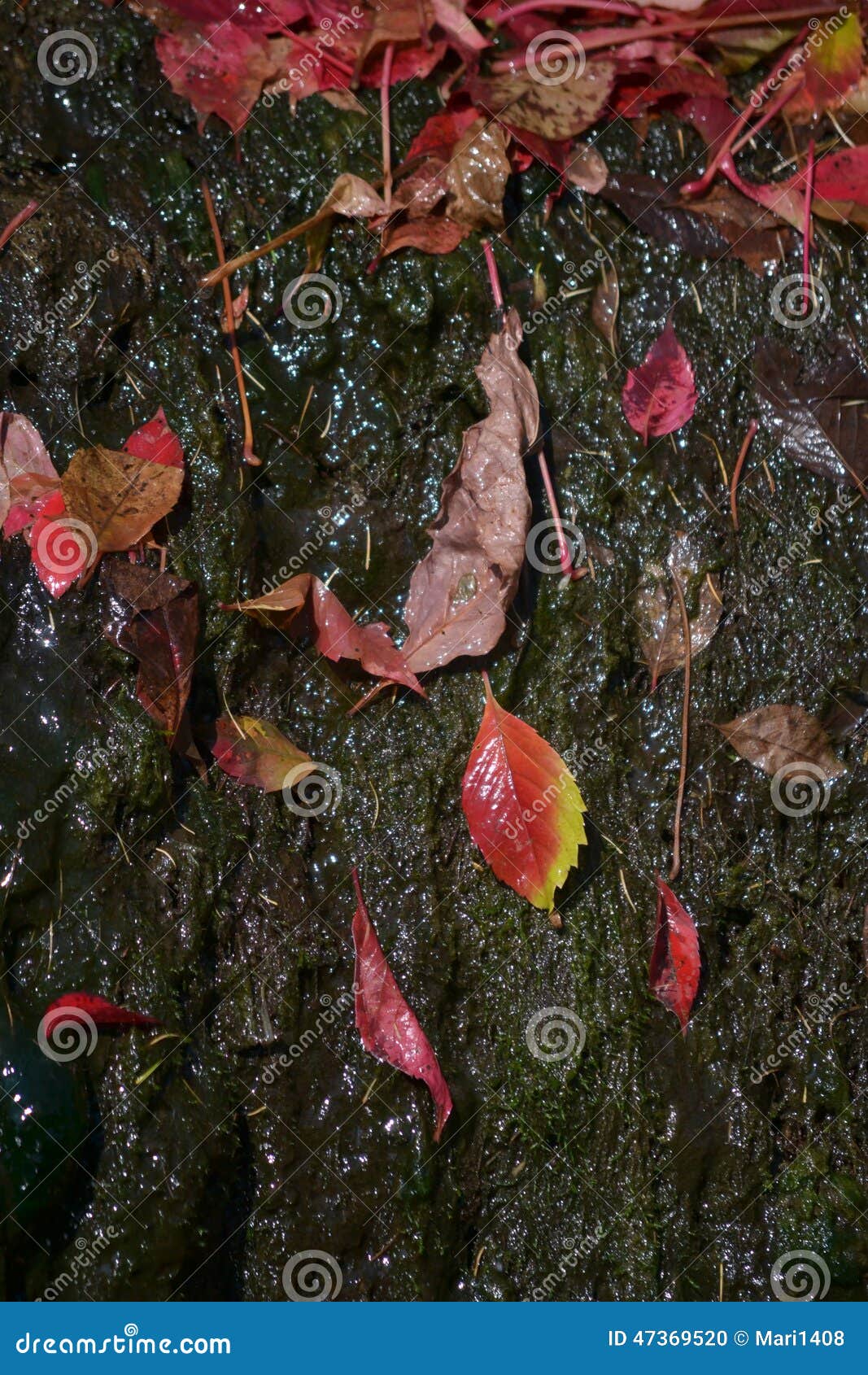 Våt leaf. För stensol för rött blad liggande vått sken