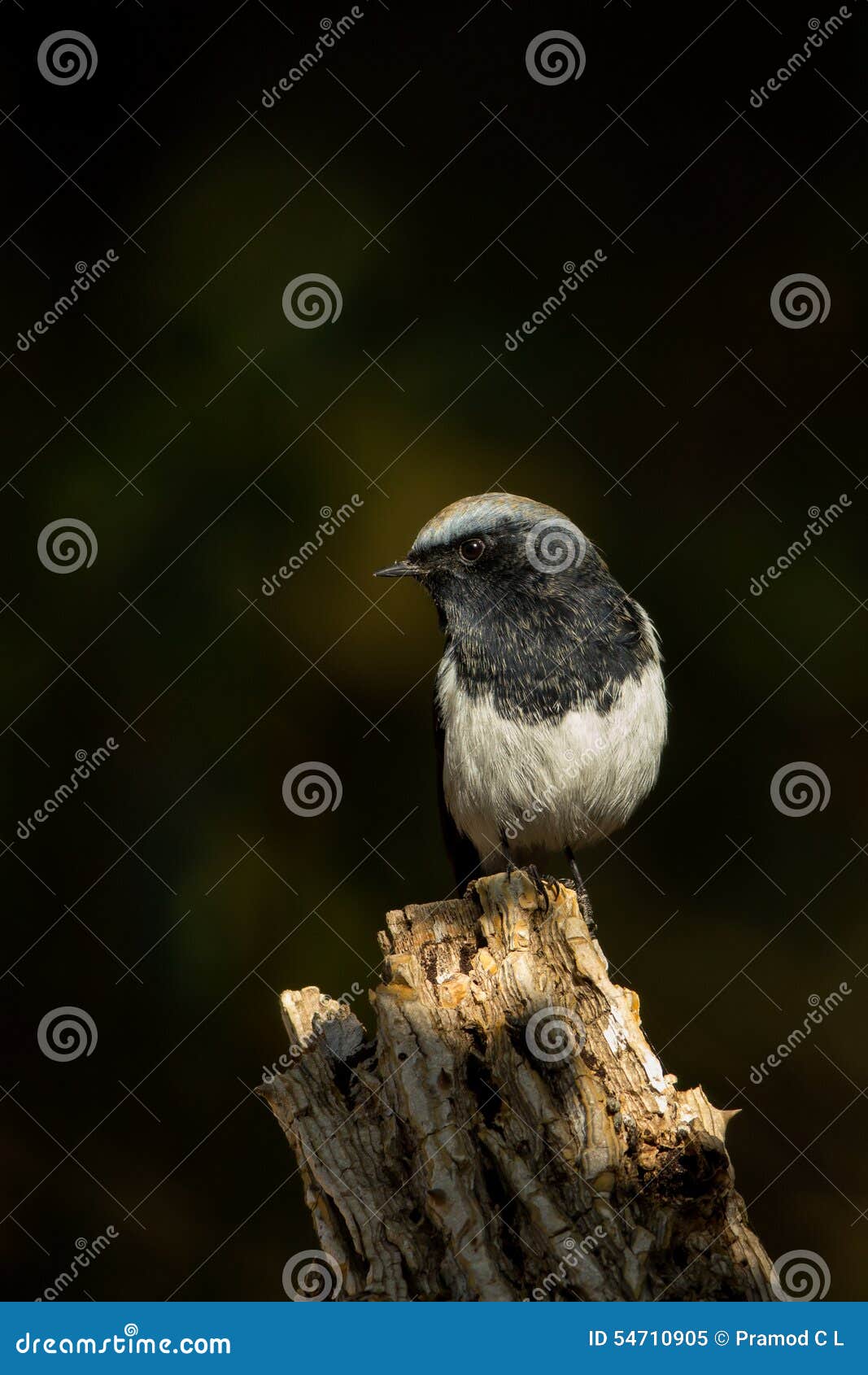 W punkcie Bławym - nakrywający Redstart- (Phoenicurus caeruleocephala). Znajdujący w najwięcej i dalszy wschodzie himalaje i północne części Indiański subkontynent z swój pasmem przedłużyć przez Tajikistan i Afganistan w India, od Jammu & Kaszmir przez Himachal Pradesh i Uttaranchal eastwards, Nepal i Bhutan, Arunachal Pradesh i ościenni regiony Swój naturalny siedlisko jest temperate lasami