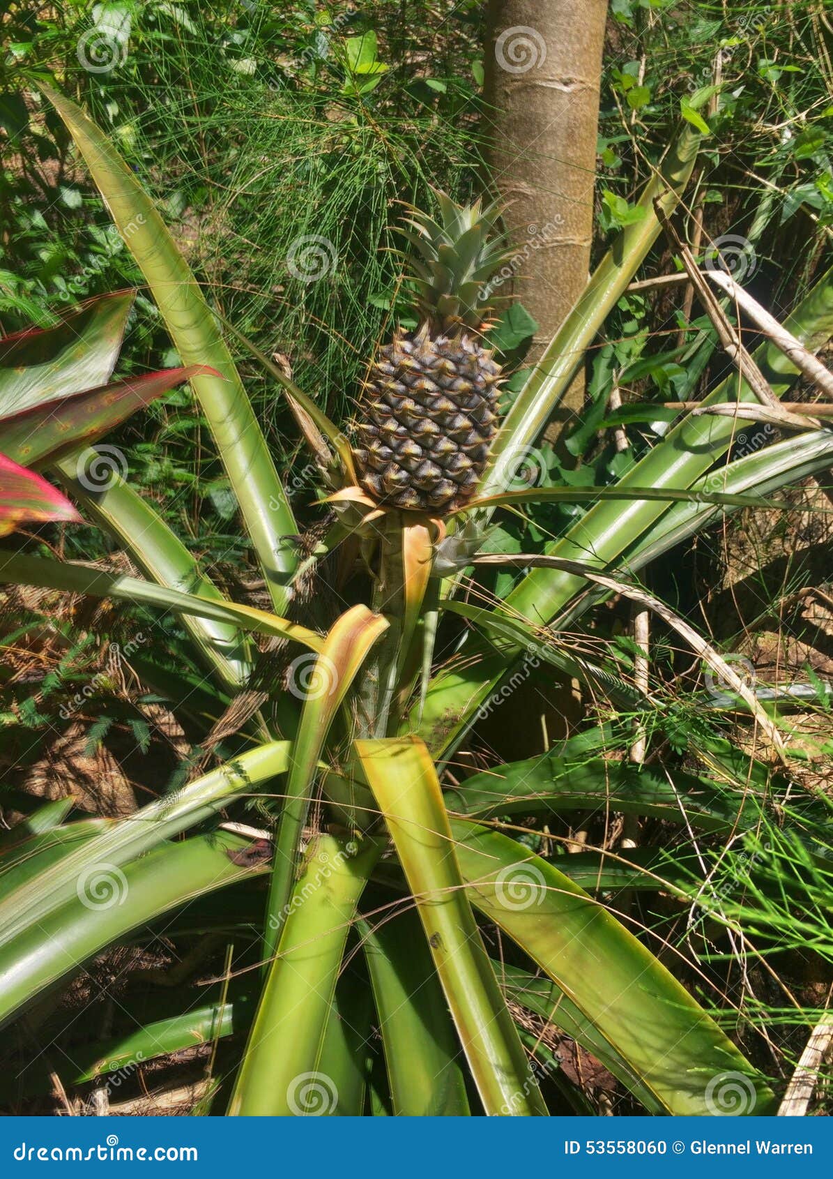 Wachsende Ananas in Hawaii redaktionelles bild. Bild von bewirtschaften