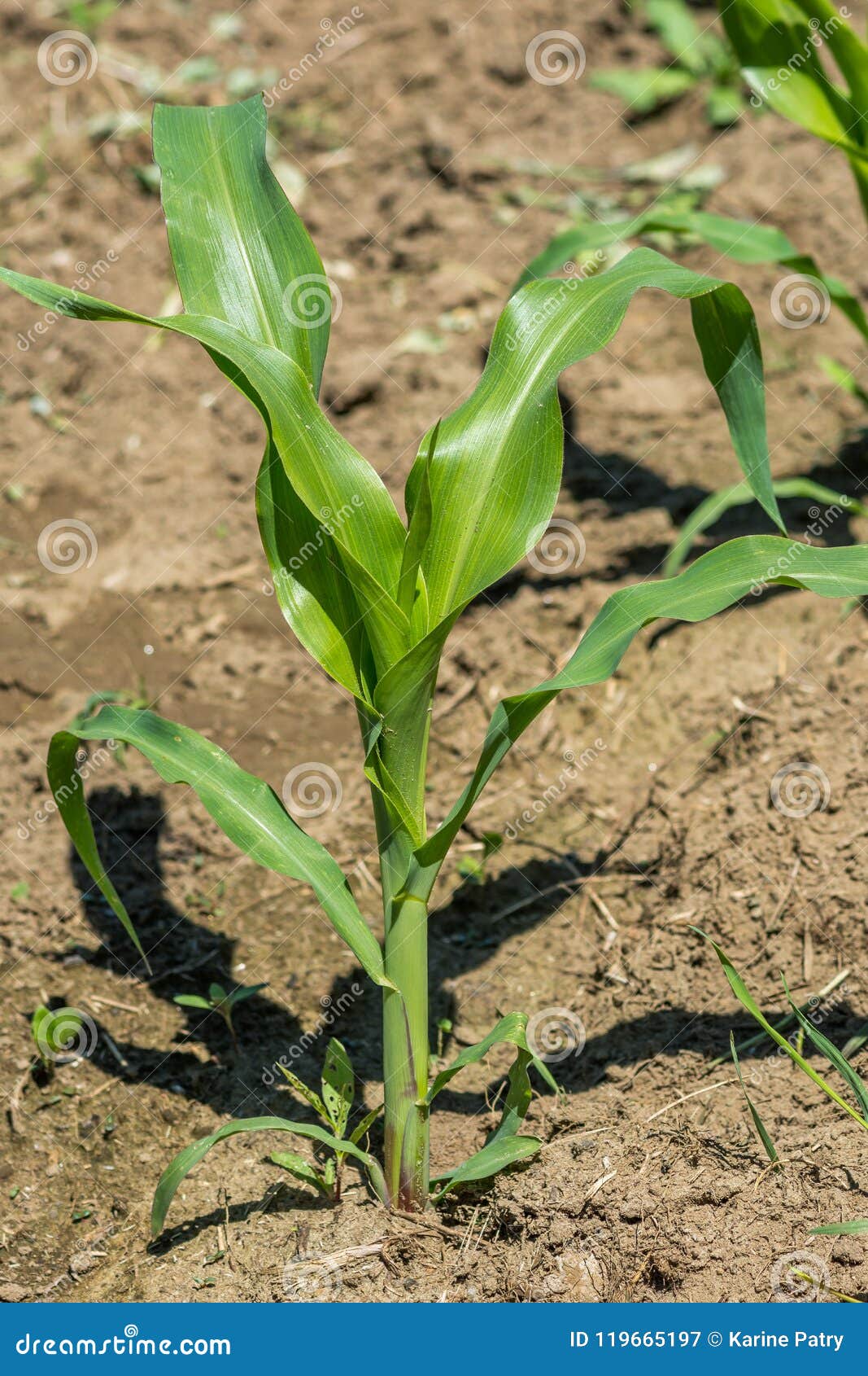 Wachsende Organische Maispflanze Stockbild Bild von bauernhof