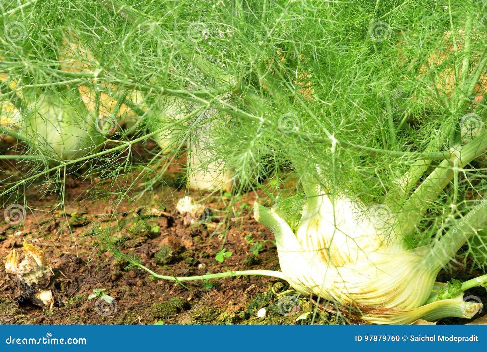 Wachsender Fenchel Im Garten Stockfoto Bild Von Garten Fenchel 97879760