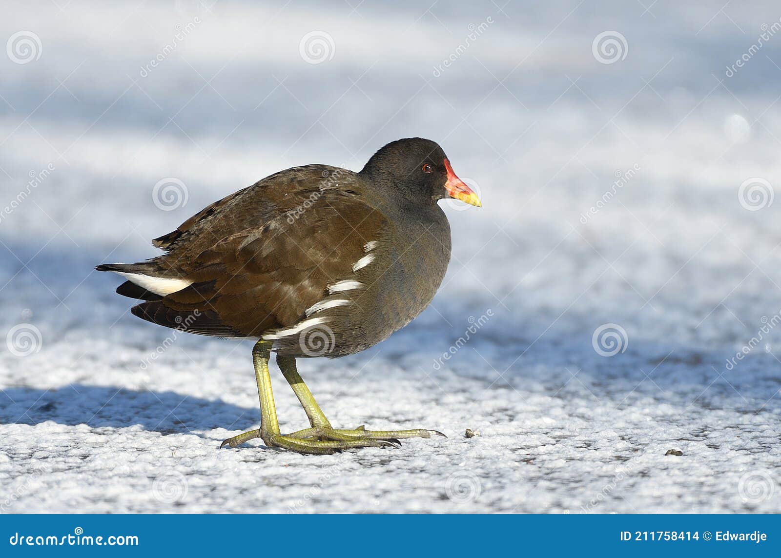 wader bird during wintertime