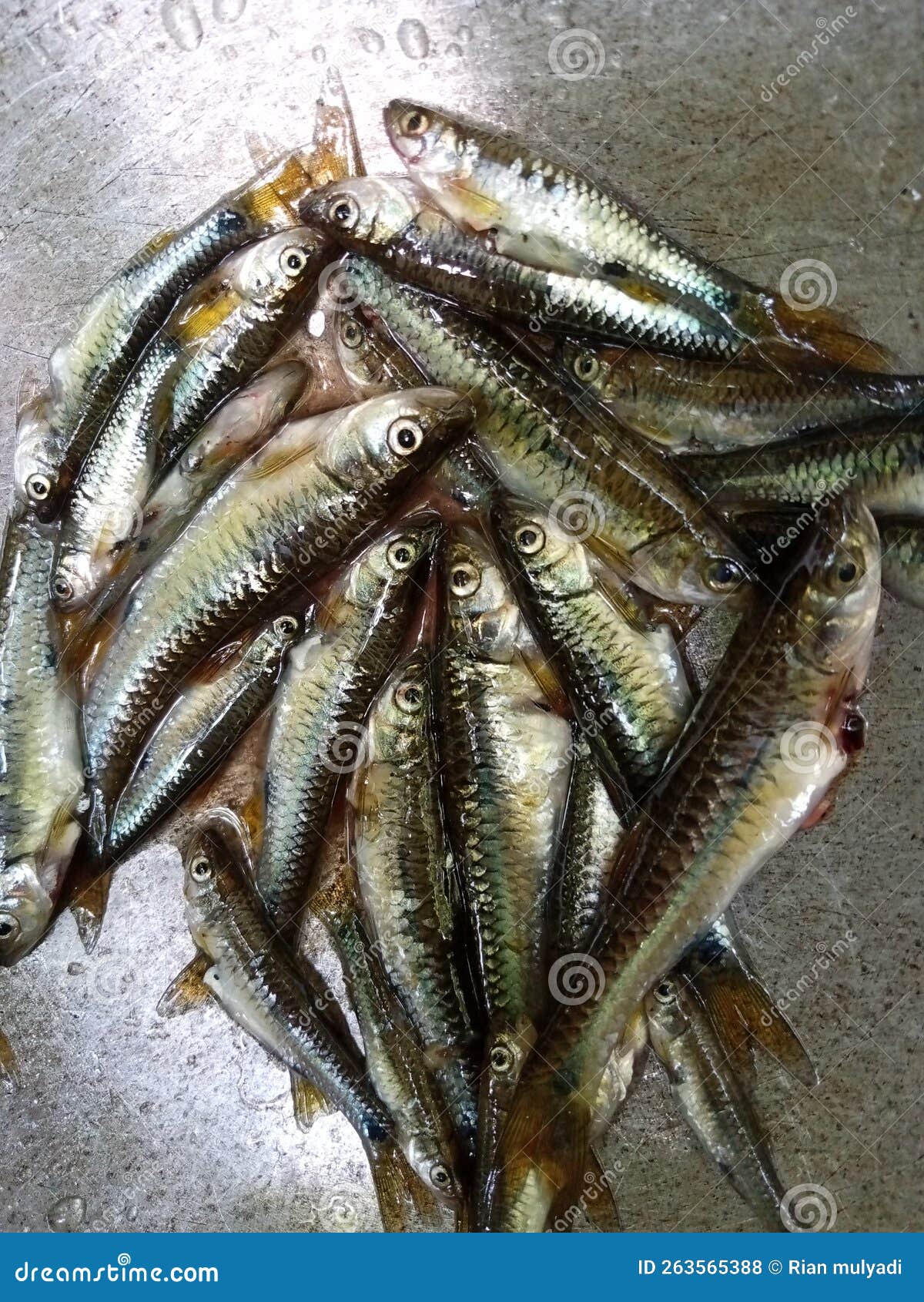 Indonesian Fresh Jamaica Guava Fresh Indonesian Jamaica Guava. Royalty