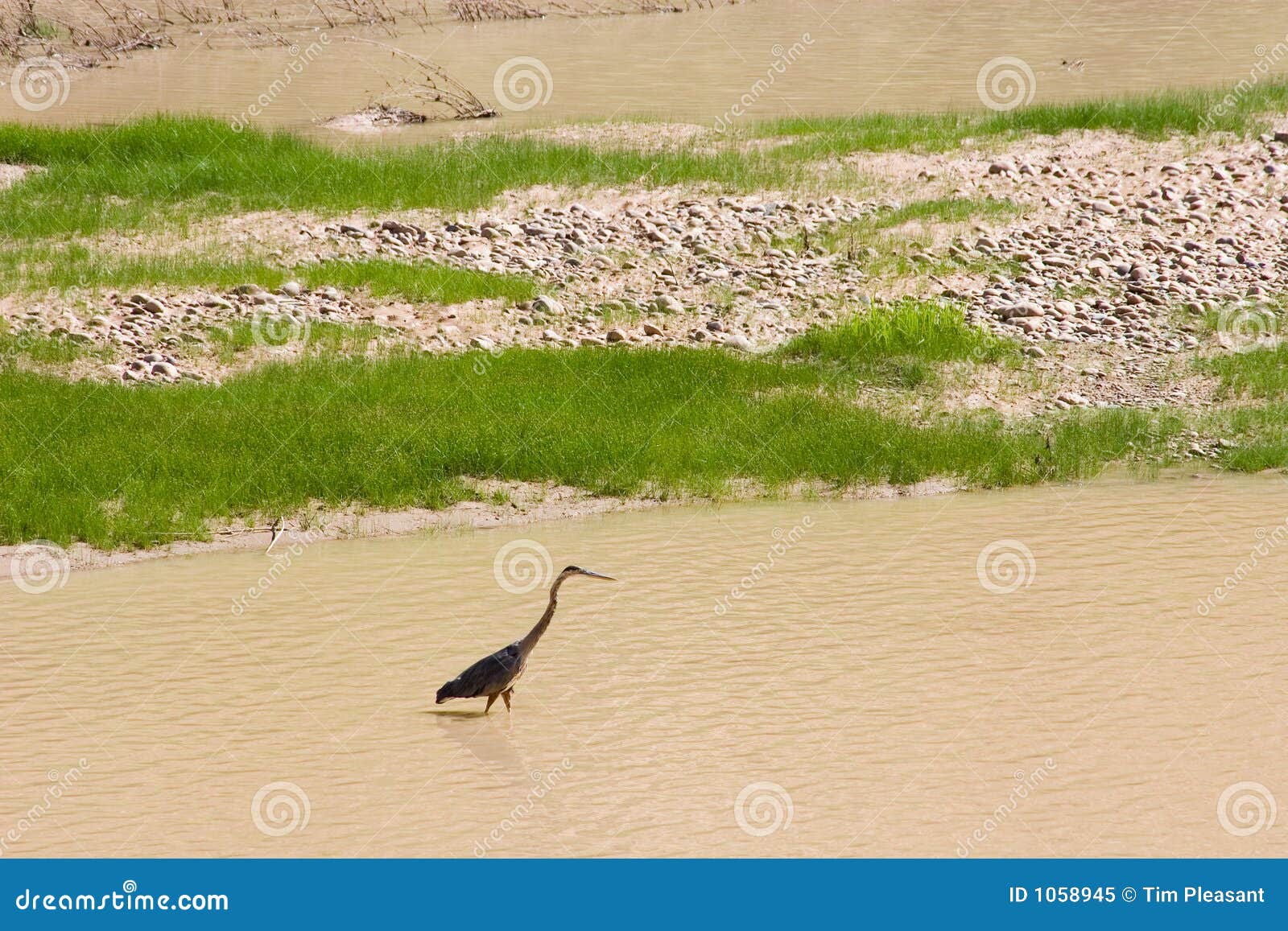wading bird on the colorado river
