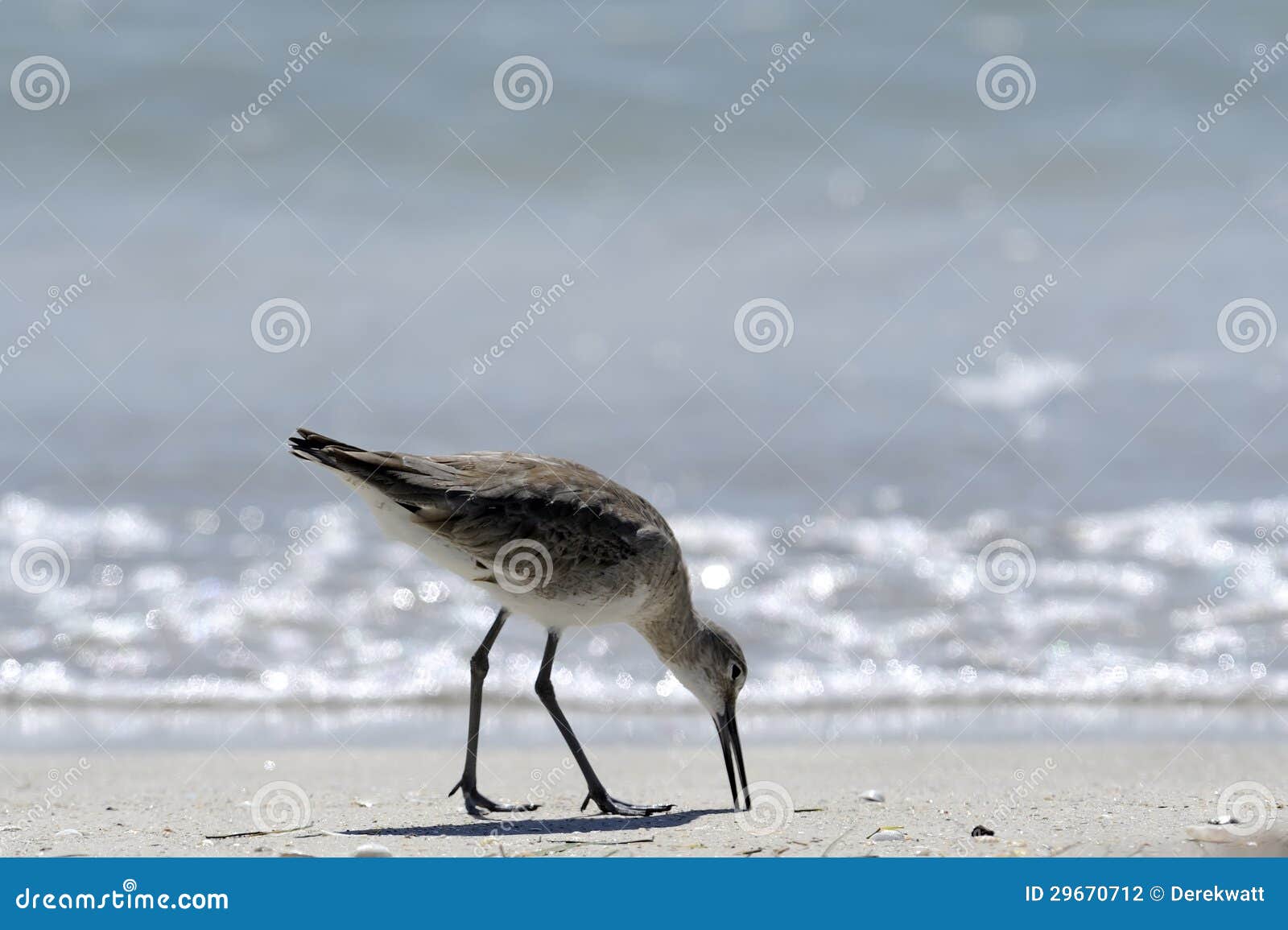 wading bird, florida