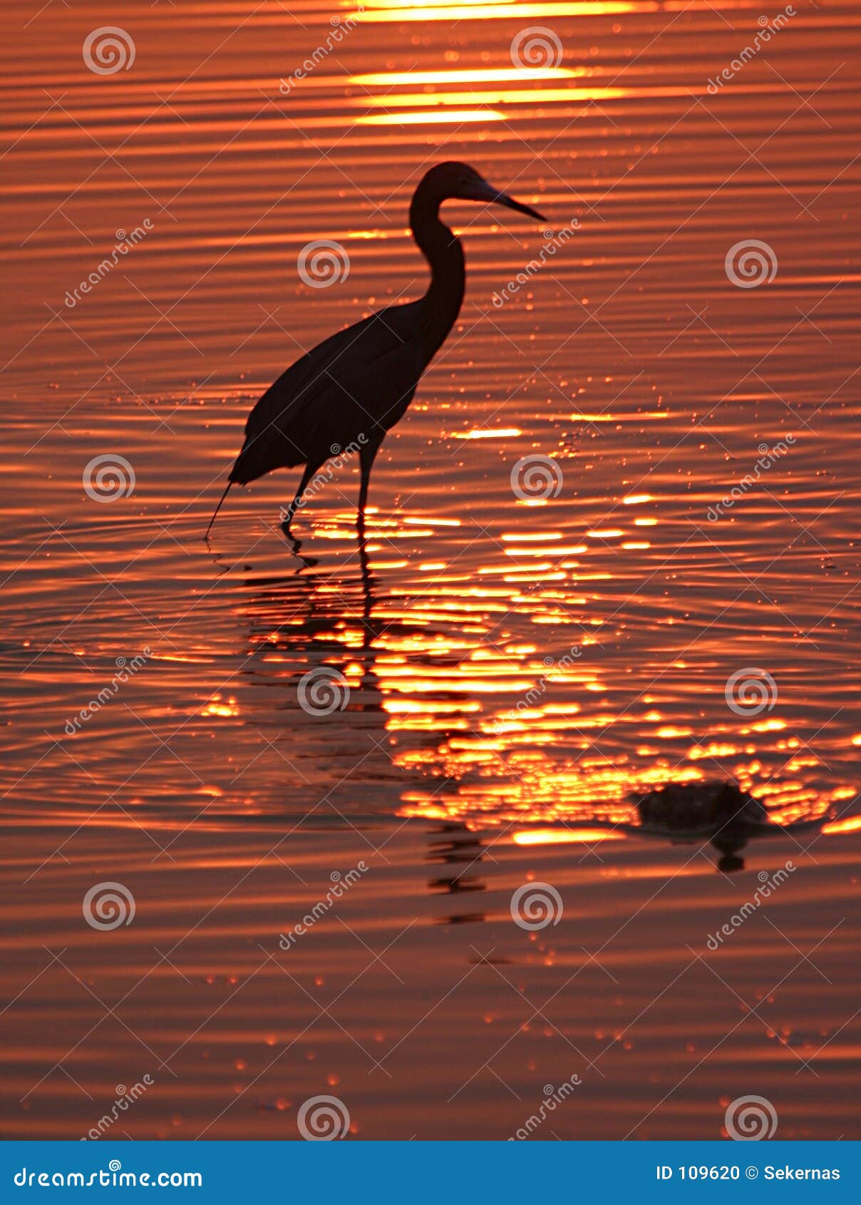 wading bird at sunset