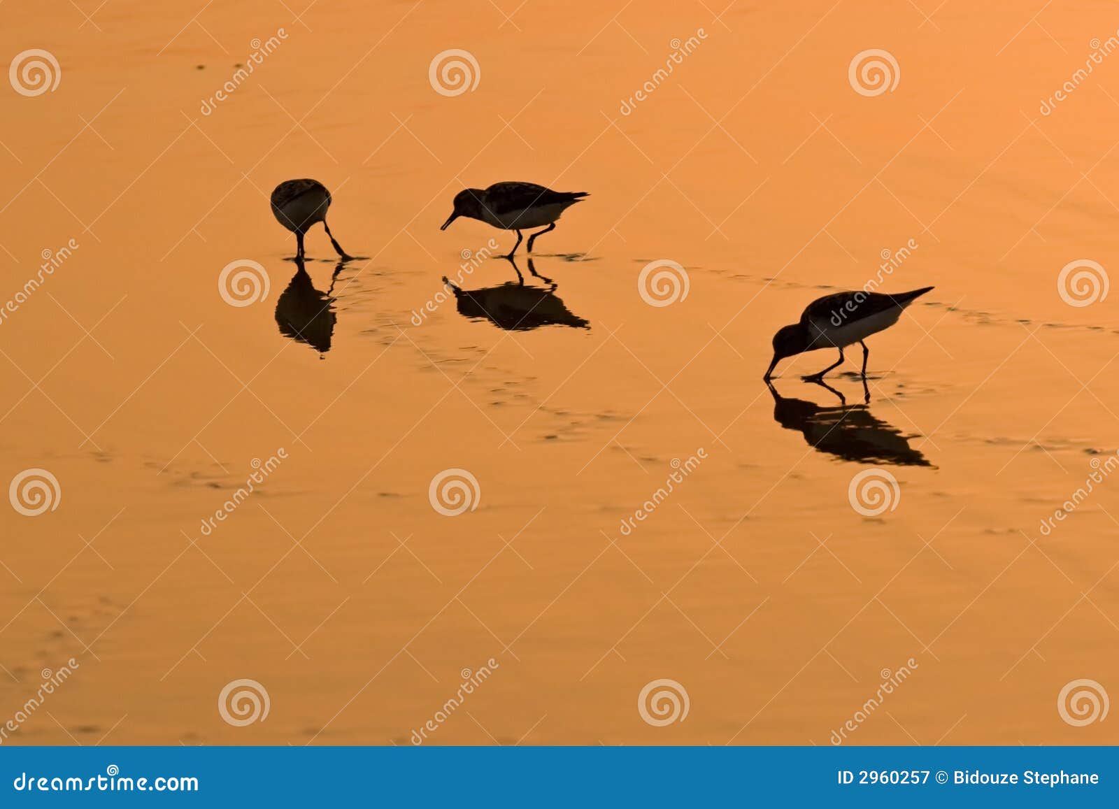 wading birds on golden sand