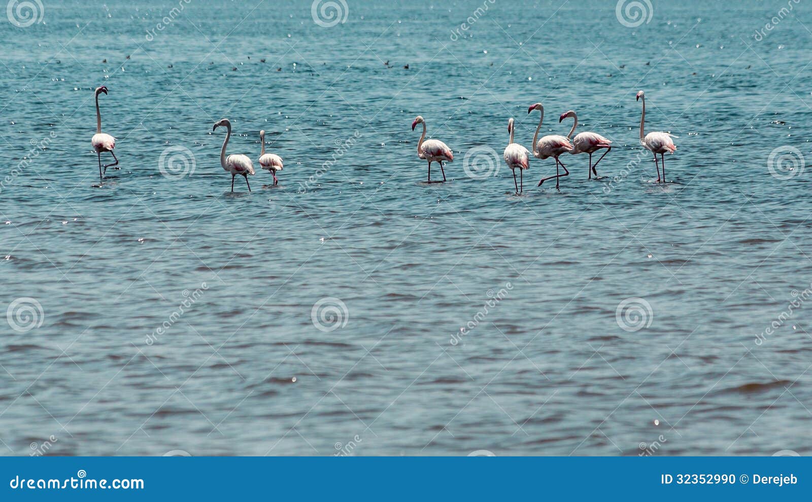 wading flamingos