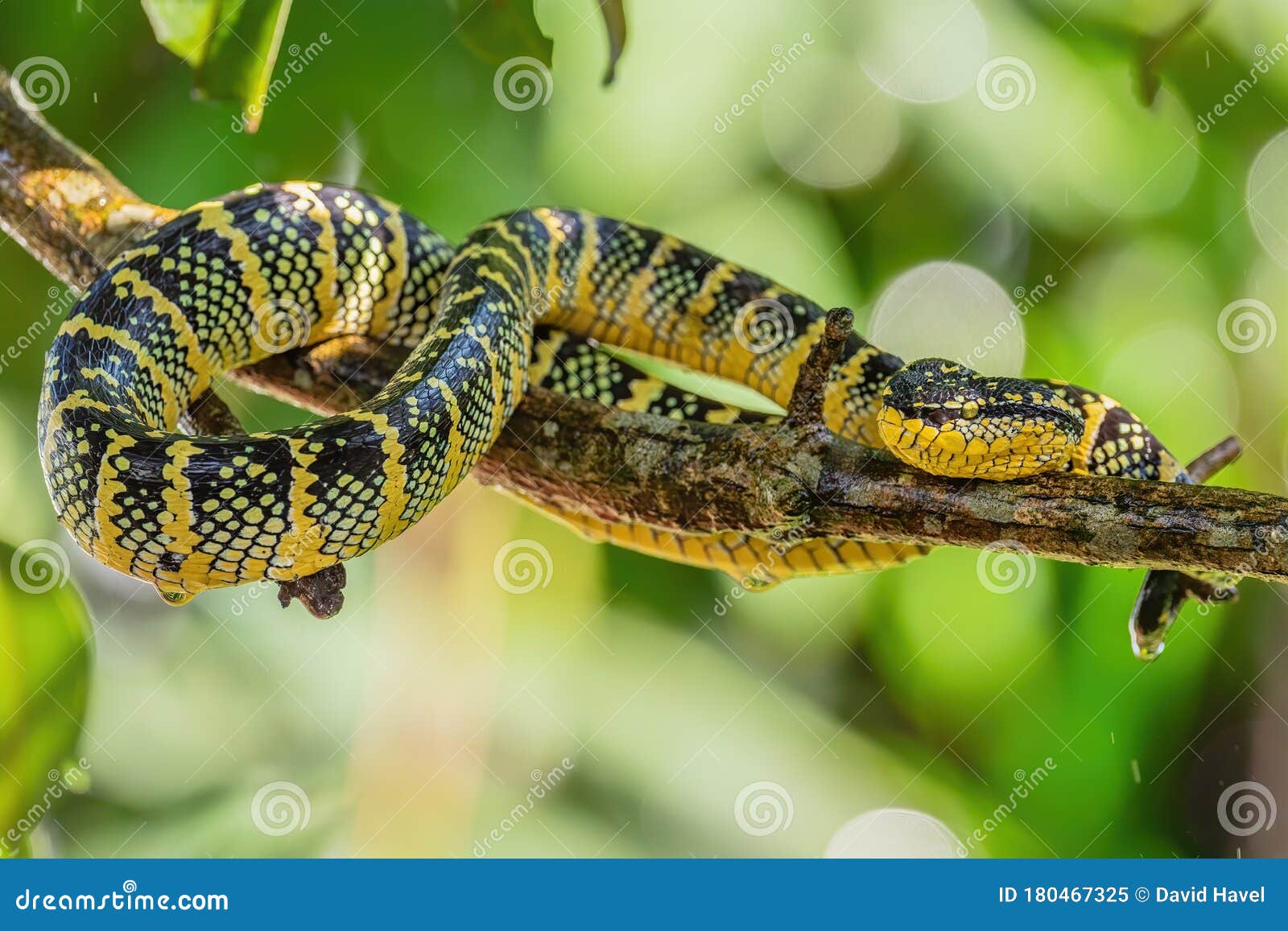 Wagler`s Pit Viper - Tropidolaemus Wagleri Stock Image - Image of  indonesia, close: 180467325