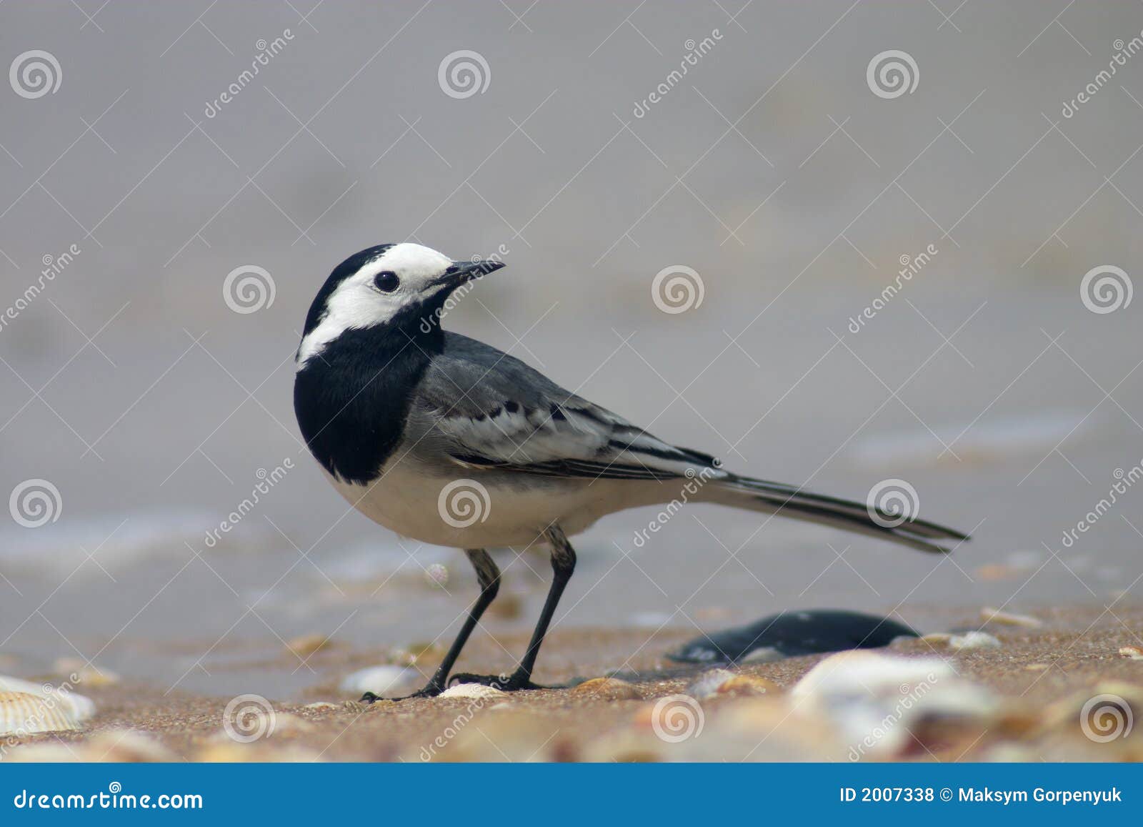 A beautiful vertical shot of wagtail bird reflecting in the water Stock  Photo - Alamy