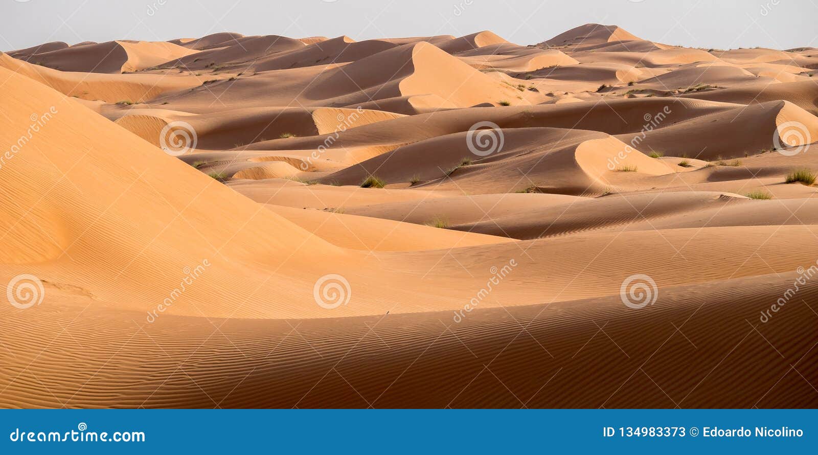 wahiba sands, oman desert, at sunset
