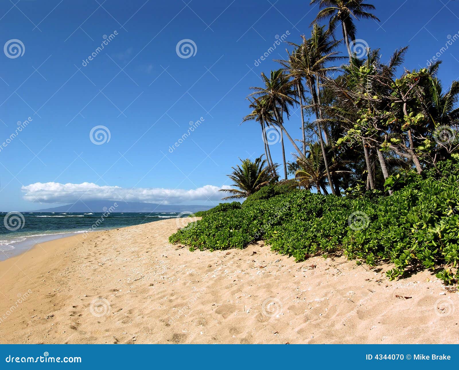 Waialua Beach Molokai Hawaii Stock Photo Image of water, palm 4344070