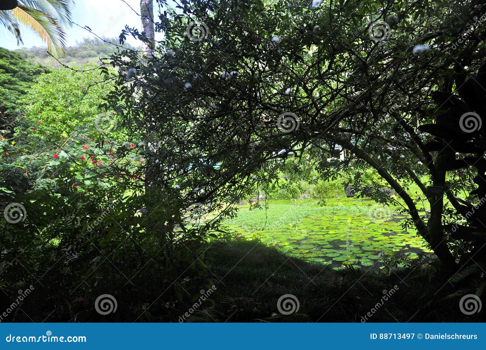 Waimea Arboretum And Botanical Garden Stock Image Image Of Mode