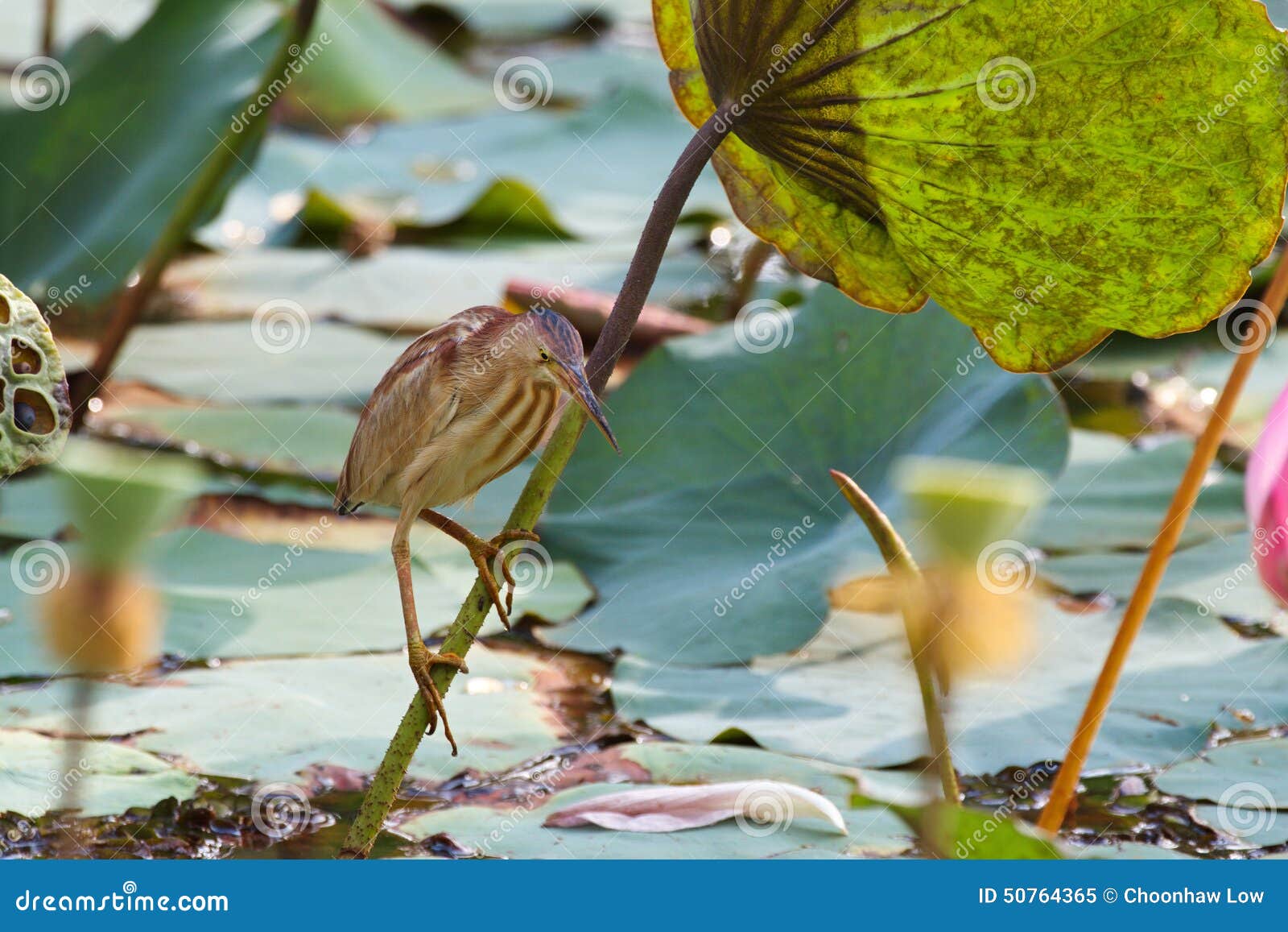 Wait for prey stock image. Image of birds, pond, lotus 50764365