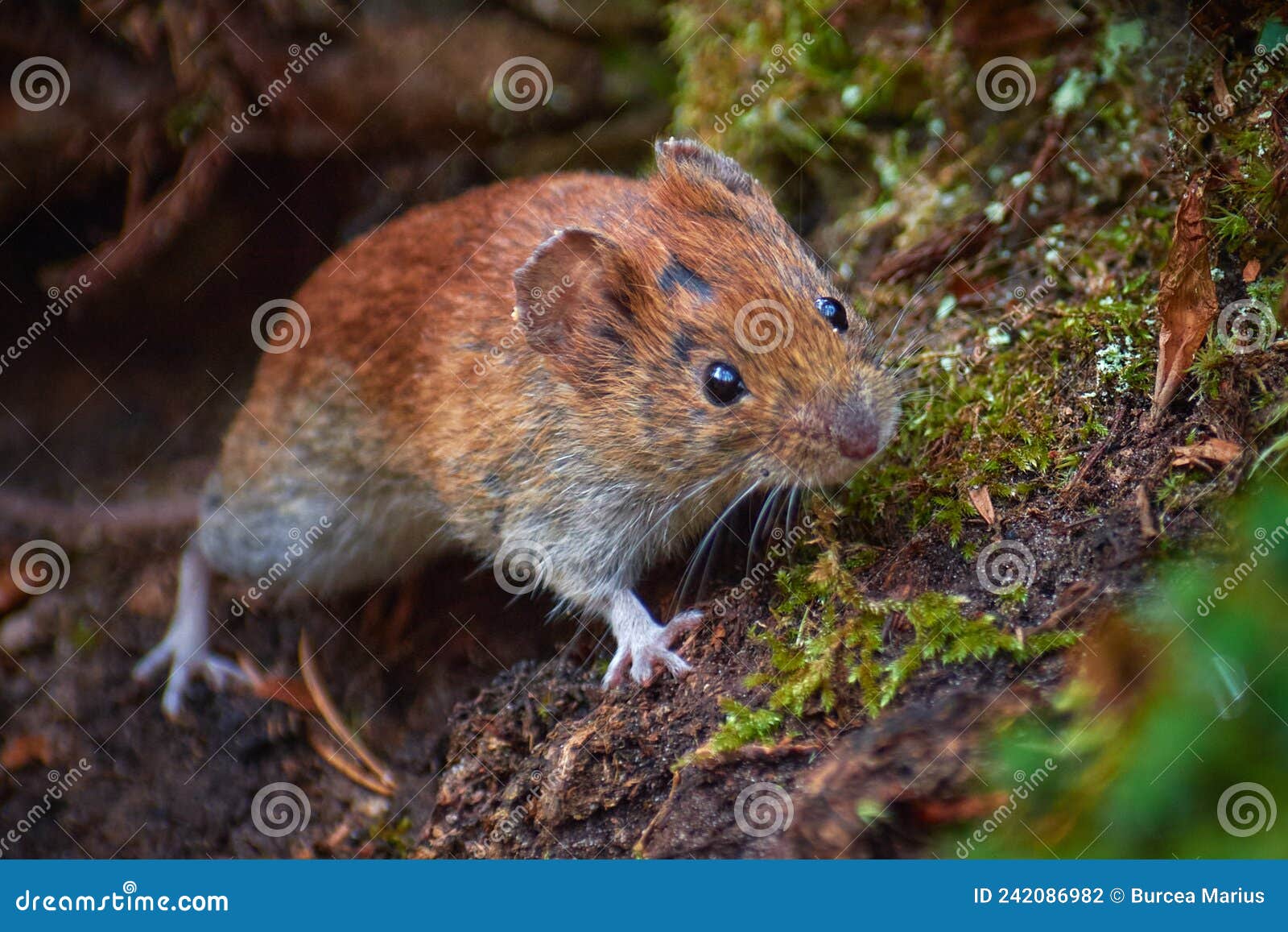 Apodemus sylvaticus 2024