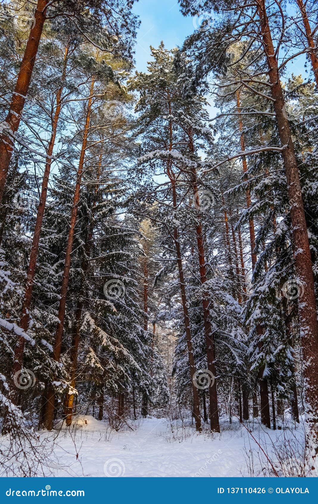 Wald Des Verschneiten Winters an Einem Sonnigen Tag Schneebedeckte 